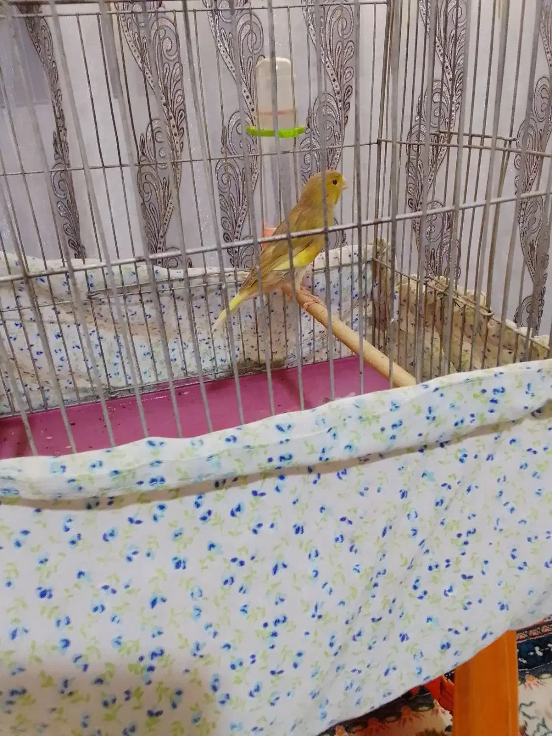 قناری نرجوان|پرنده|نهاوند, |دیوار