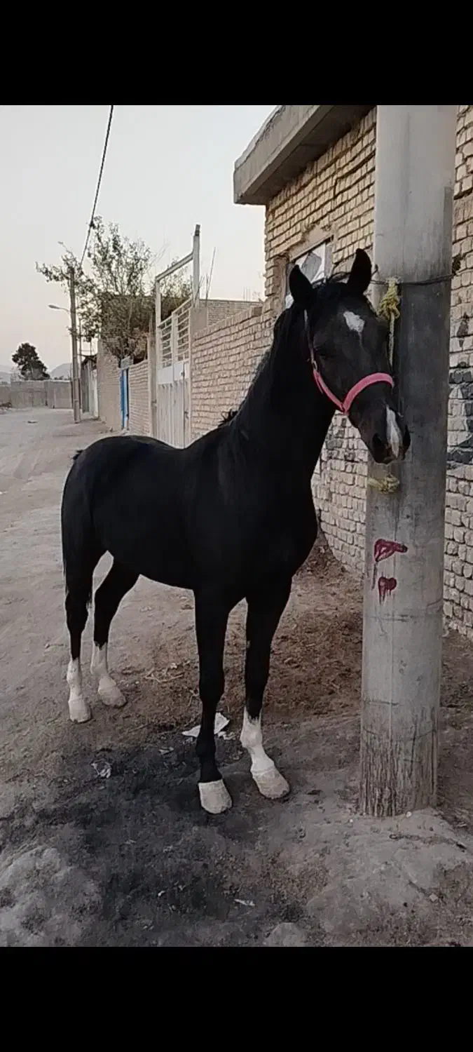 اسب نریان مشکی ۴نشون|اسب و تجهیزات اسبسواری|خمینیشهر, |دیوار