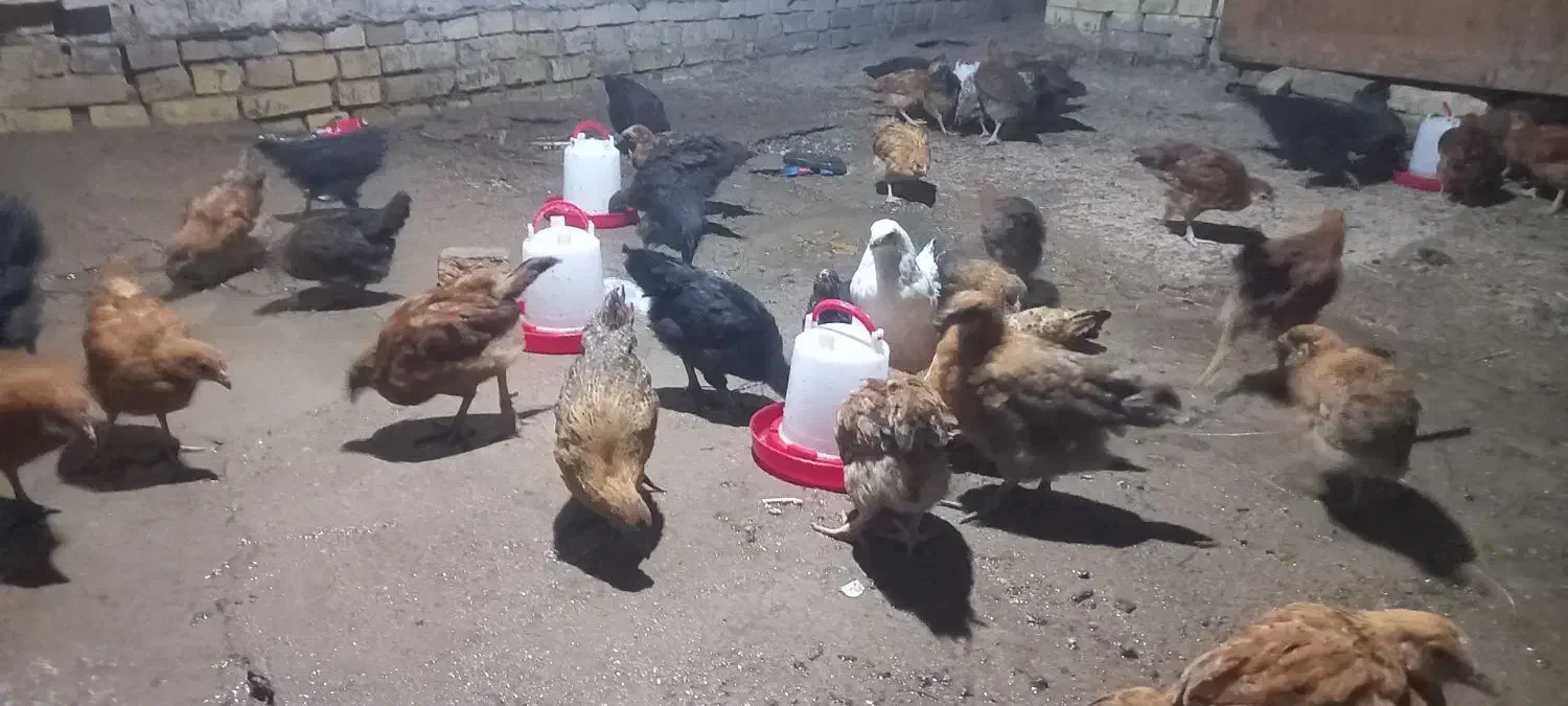 نیمچه مرغ محلی|حیوانات مزرعه|اهواز, کوی مندلی(سه راه خرمشهر)|دیوار