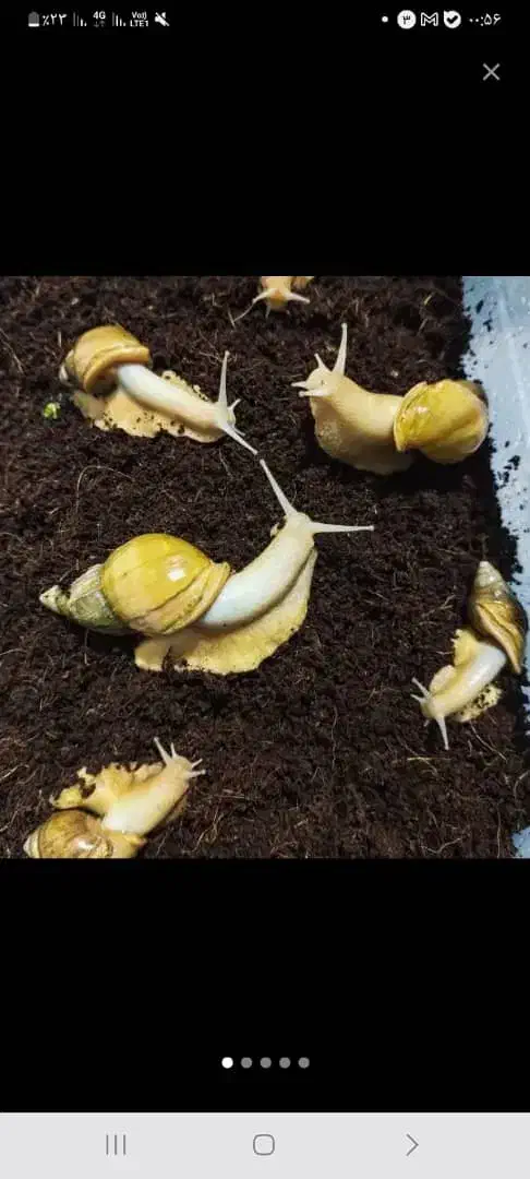 حلزون  البینو|خزنده|شیراز, معالی‌آباد|دیوار