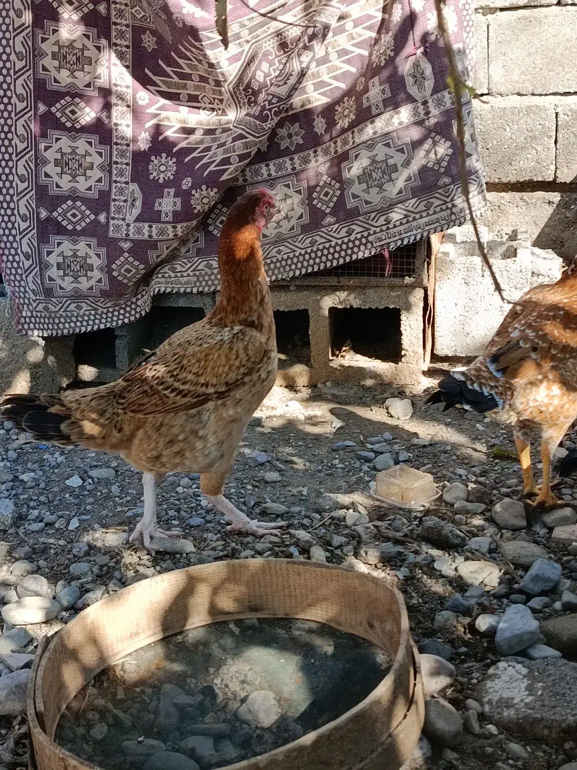 مرغ|حیوانات مزرعه|بندرعباس, |دیوار