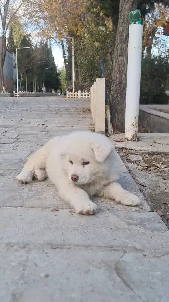 سگ آکیتا|سگ|اصفهان, اشکاوند|دیوار