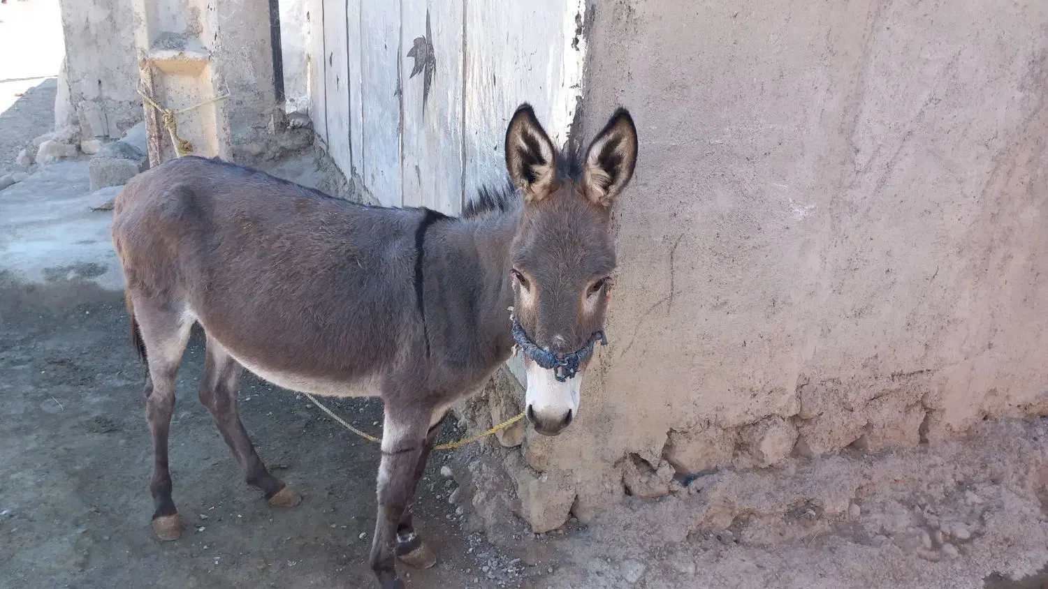 الاغ|حیوانات مزرعه|فیروزآباد (لرستان), |دیوار