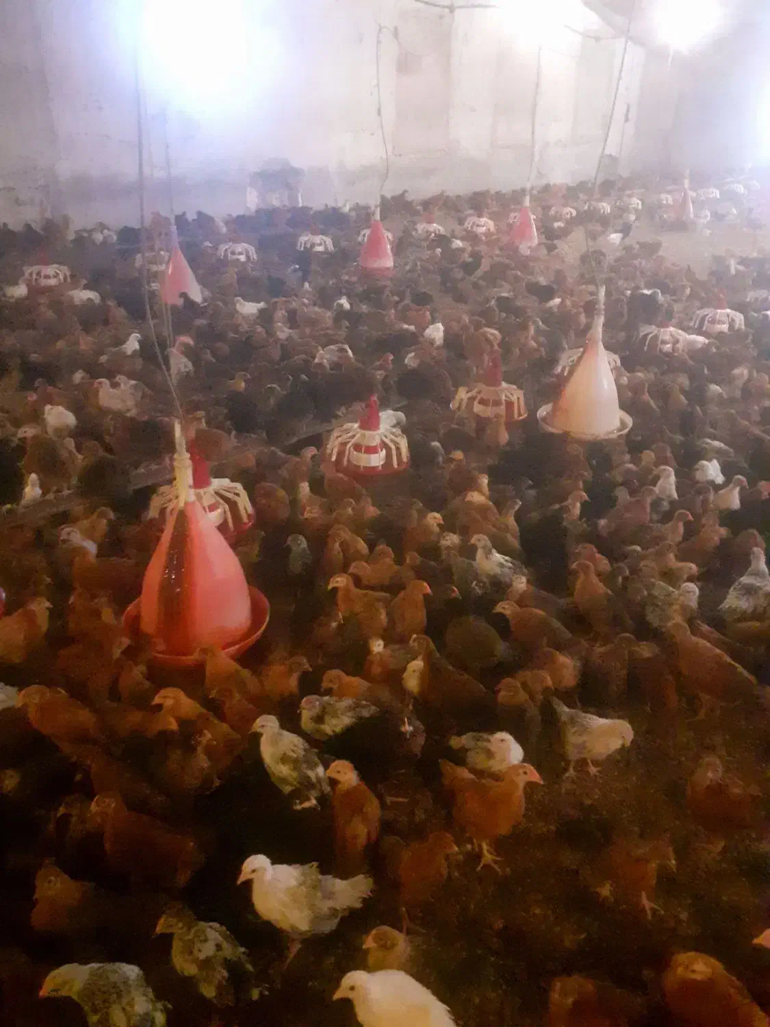 فروش مرغ محلی تخم گذار نژاد گلپایگانی|حیوانات مزرعه|گرگان, |دیوار