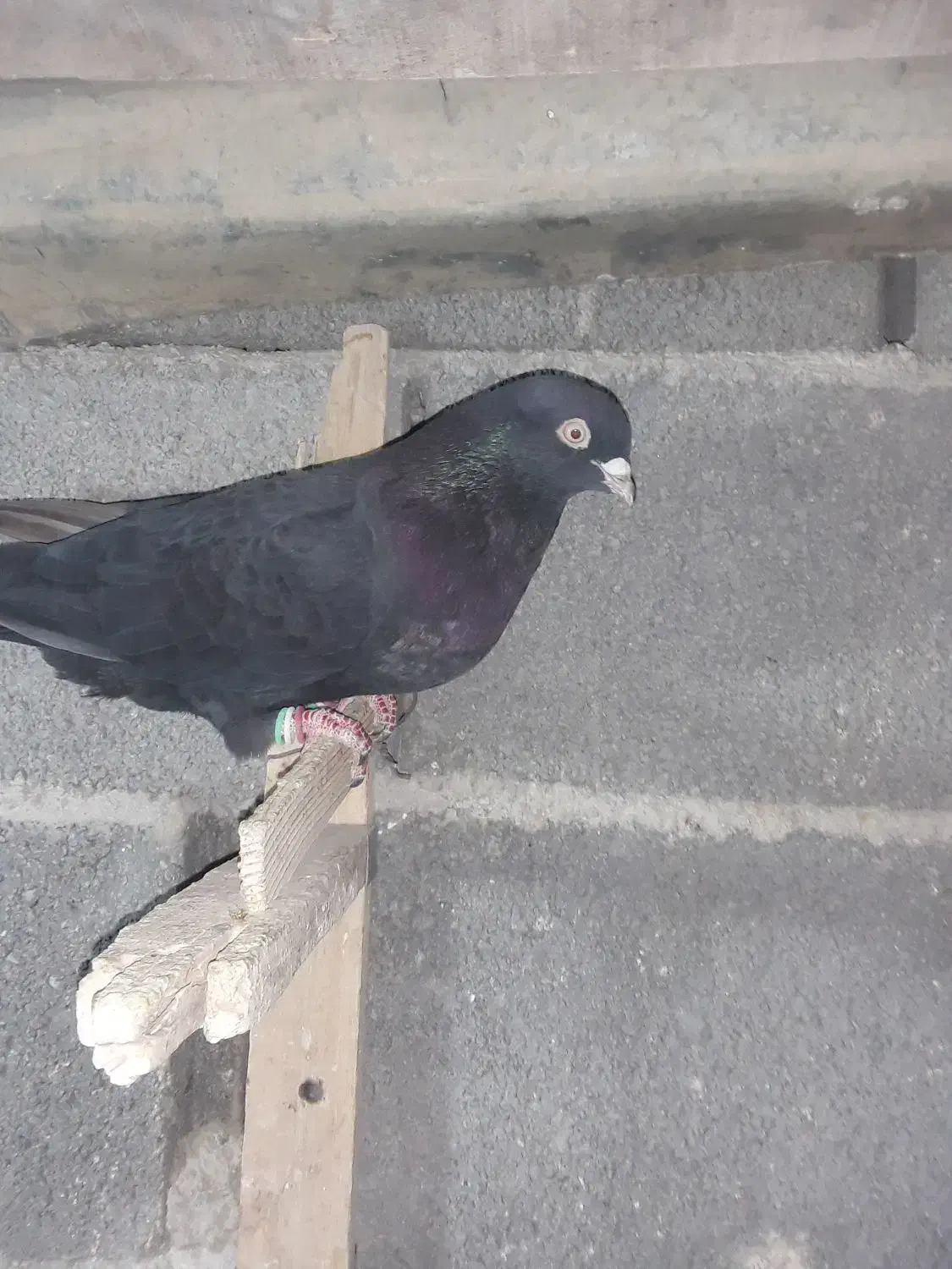 سیاه آبادانی نر|پرنده|مرودشت, ثبت احوال|دیوار