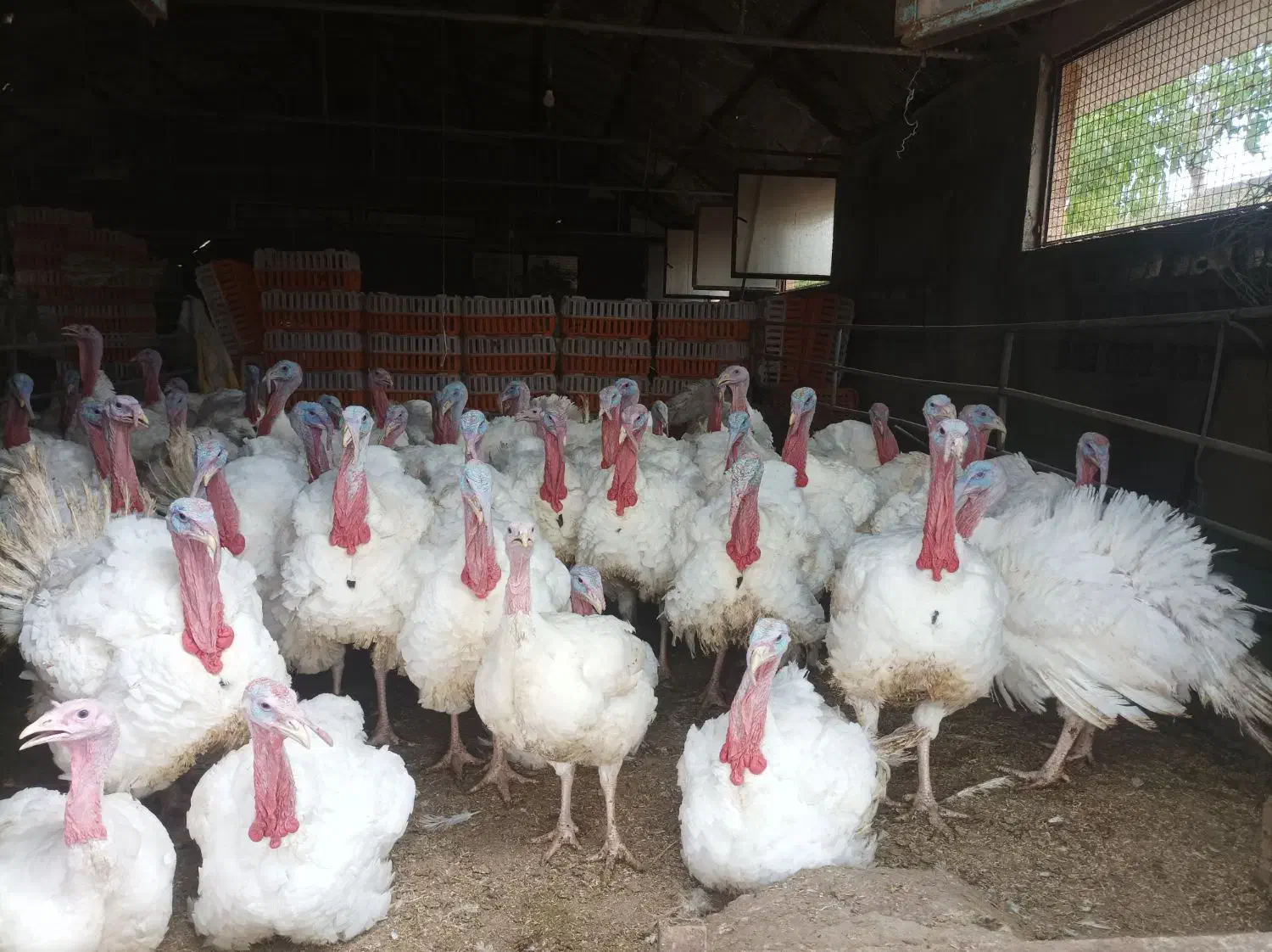 بوقلمون پروار|حیوانات مزرعه|جغتای, |دیوار