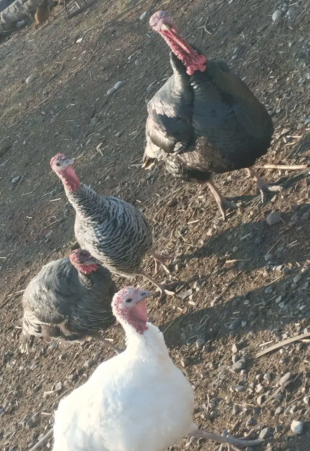 انواع مرغ و بوقلمون|حیوانات مزرعه|گنبد کاووس, |دیوار