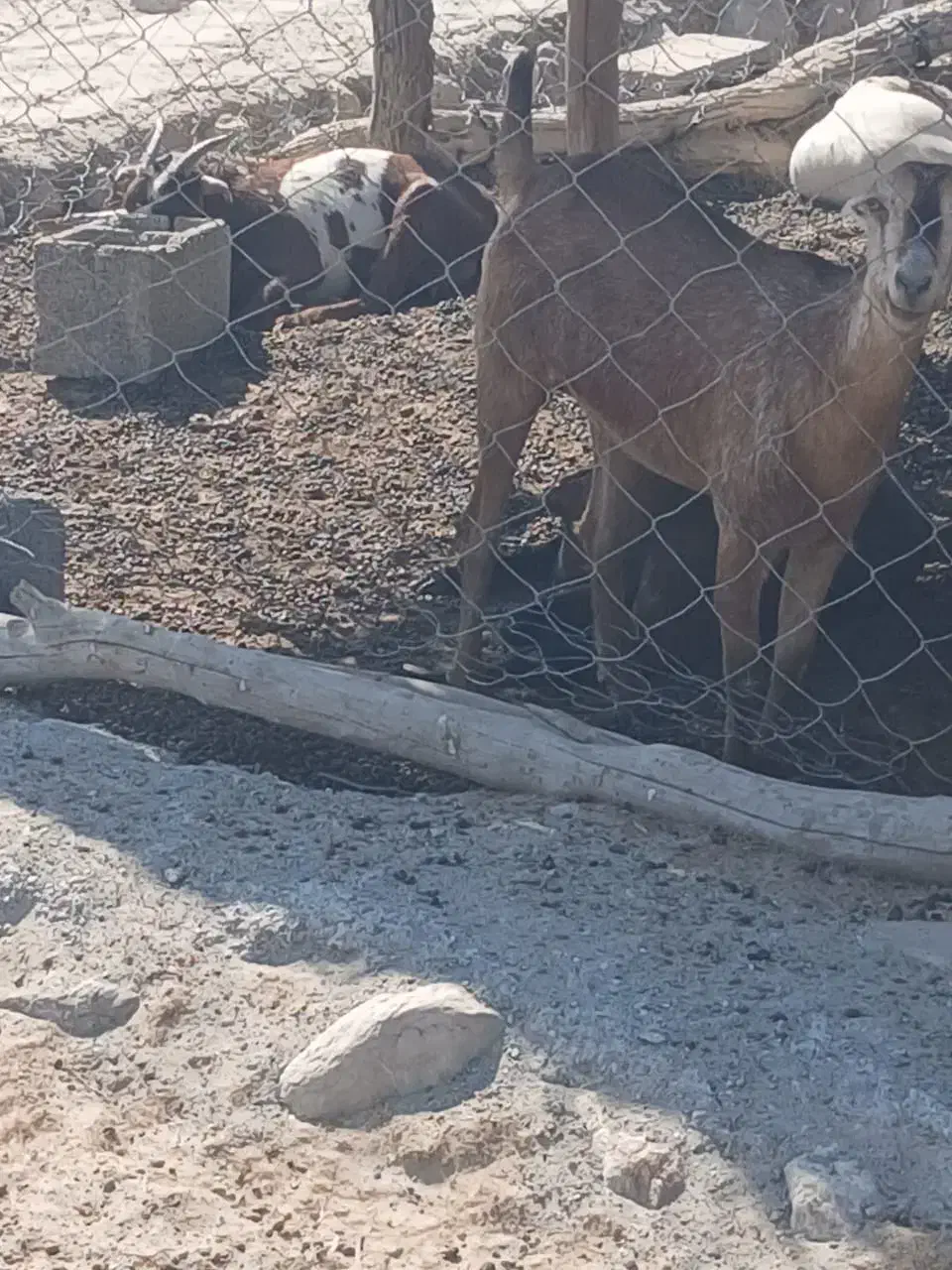 بز نزار گوشتی|حیوانات مزرعه|تخت, |دیوار