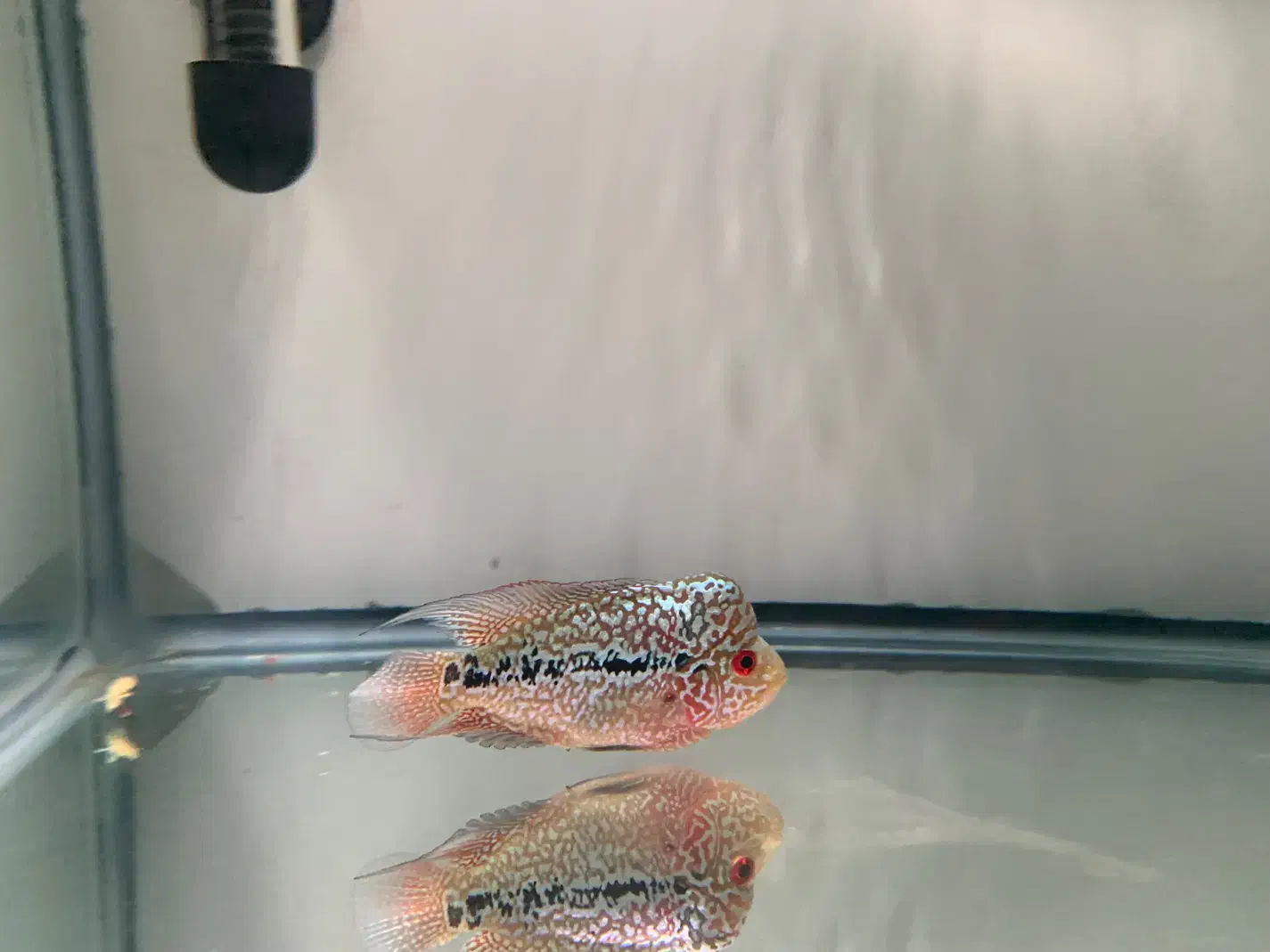 فلاور کامفا f2|ماهی|تهران, فلسطین (میدان انقلاب)|دیوار