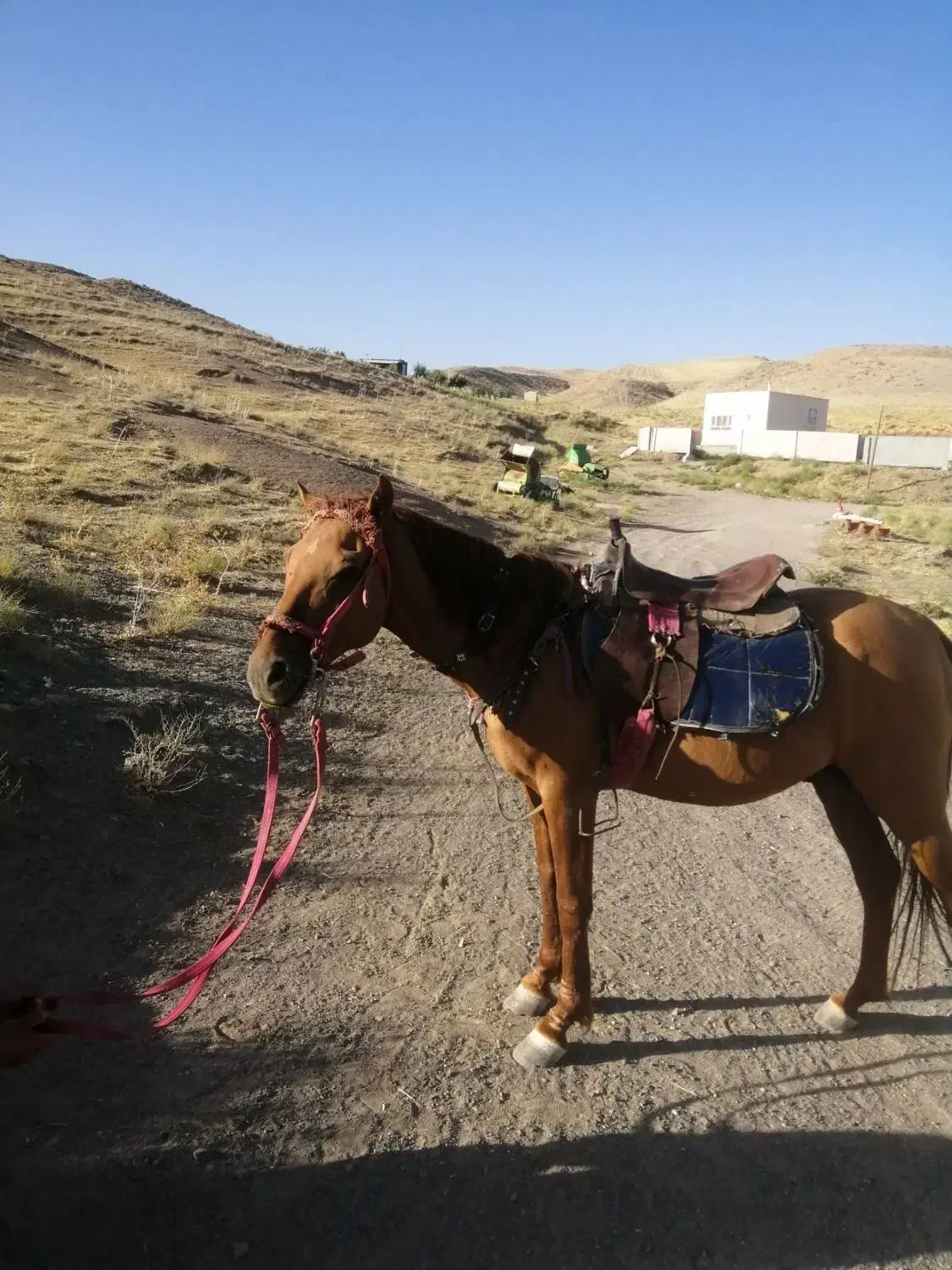 اسب در تجهیزات سوارکاری|اسب و تجهیزات اسبسواری|مشهد, بهمن|دیوار