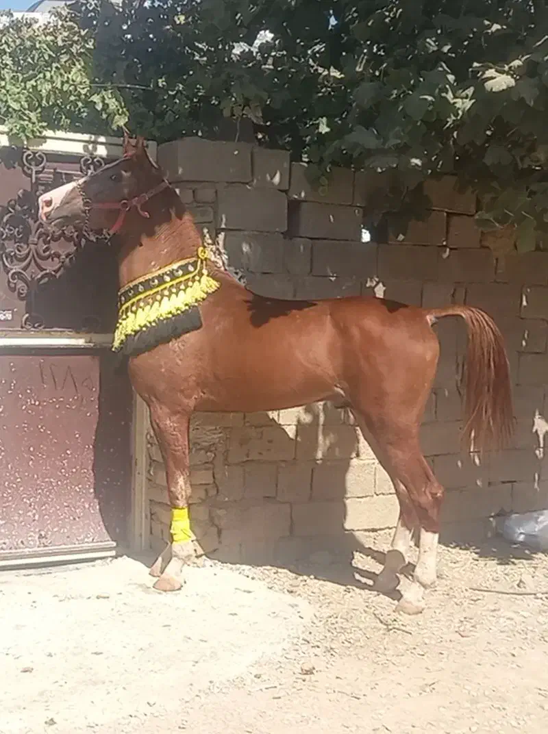 اسب نریان سه سال دوسر شجره|اسب و تجهیزات اسبسواری|شیراز, سلطان آباد|دیوار