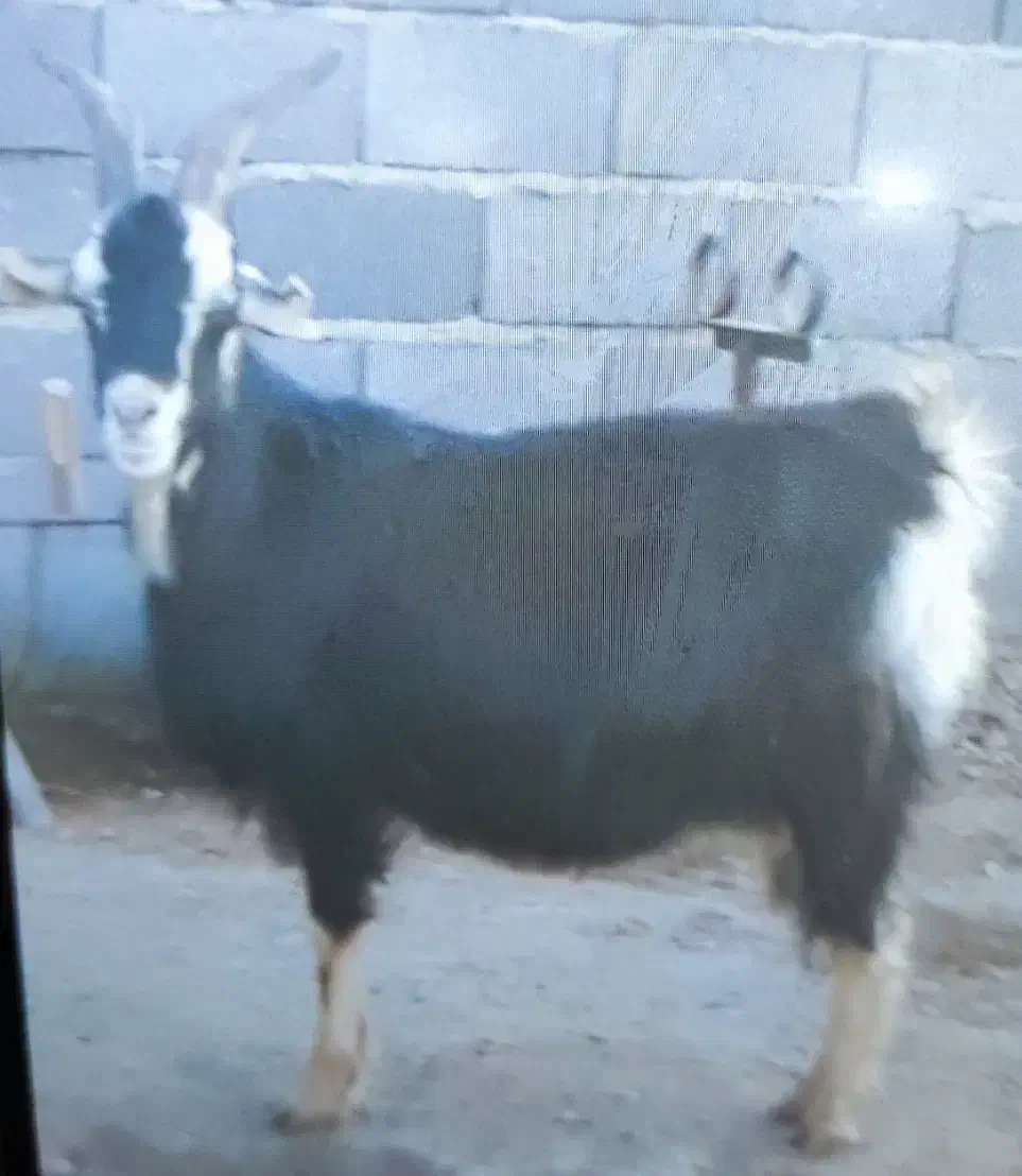 بز آبستن سنگین|حیوانات مزرعه|شریفآباد, |دیوار