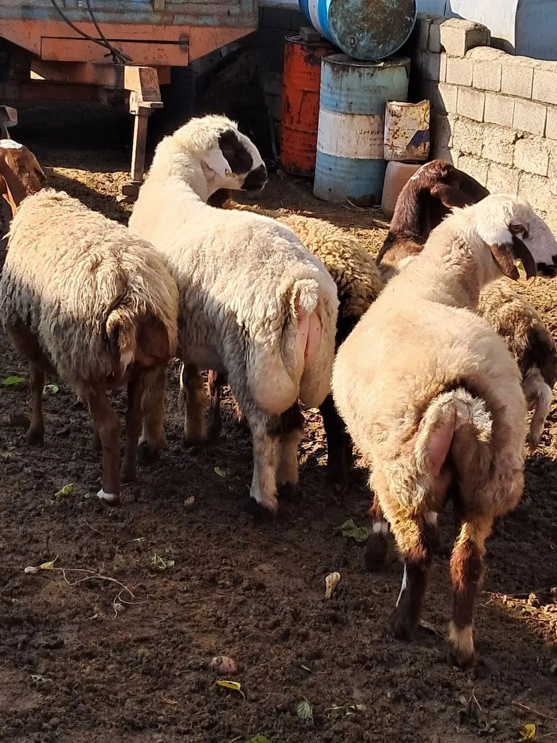 سه راس شیشیک آبستن یه میش چهار شکم و یه قوچ|حیوانات مزرعه|کلاله, |دیوار