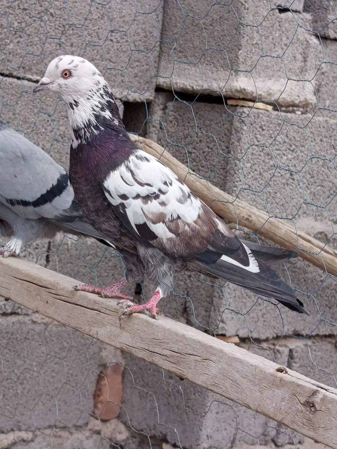 کفتر|پرنده|سیرجان, |دیوار