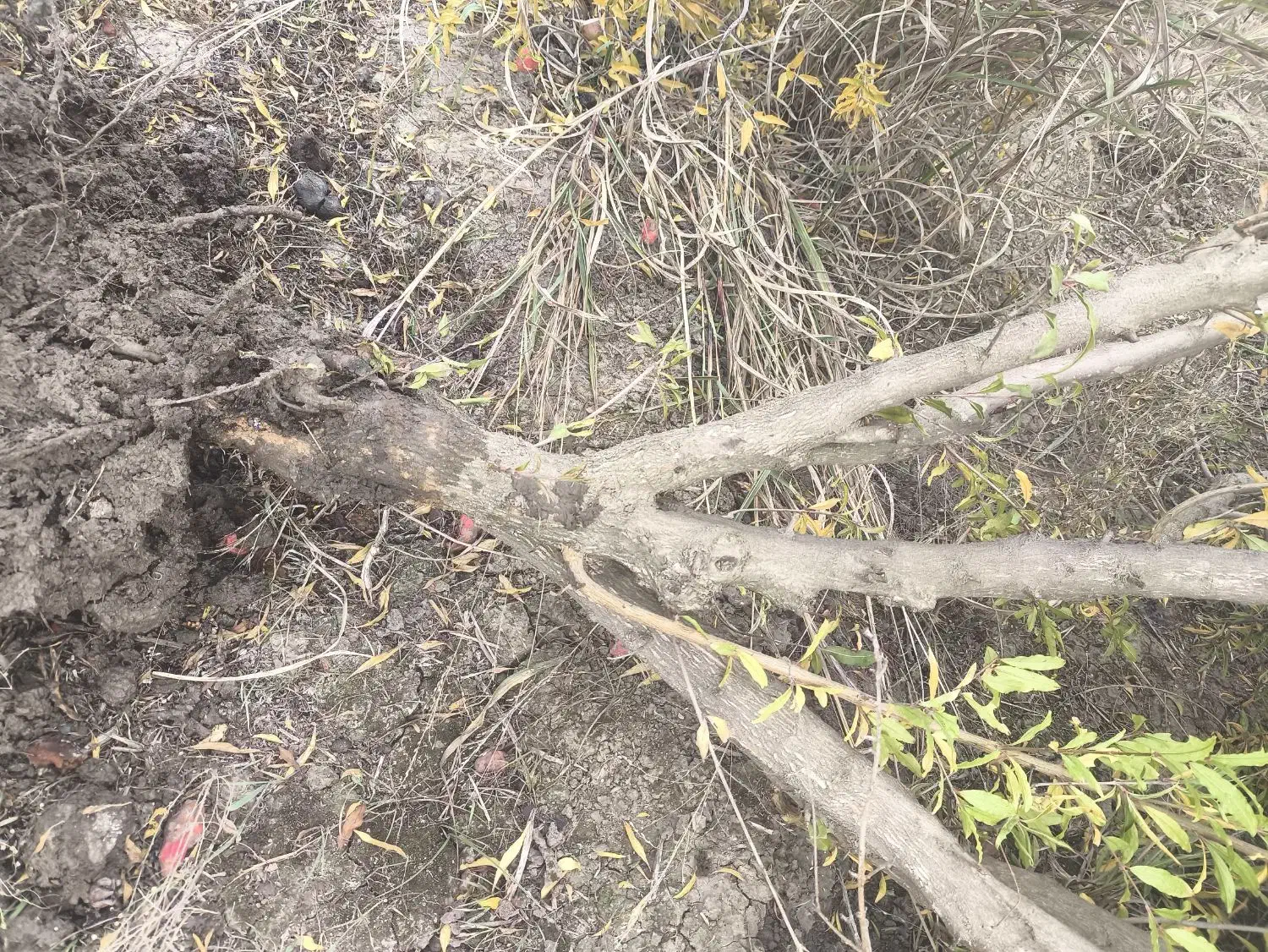 فروش چوب باغی انار|خدمات باغبانی و درختکاری|آق قلا, |دیوار