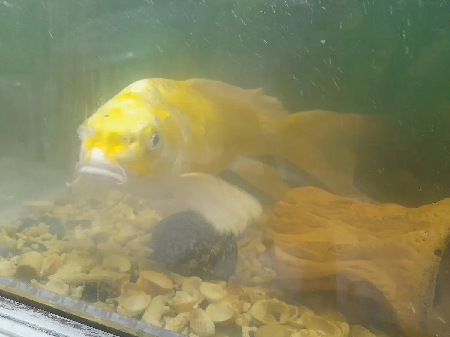 ماهی کوی|ماهی|سلمانشهر, |دیوار