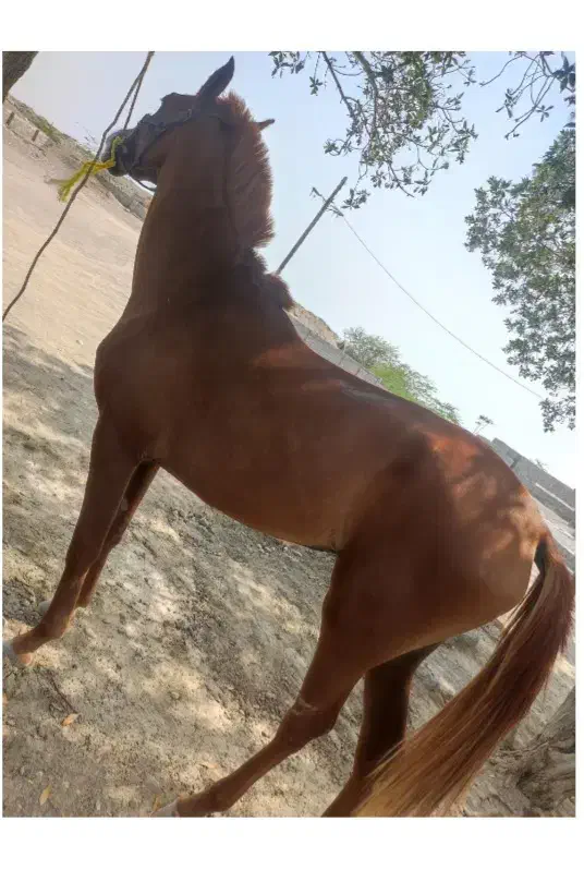 مادیان آبستن|اسب و تجهیزات اسب‌سواری|میناب, |دیوار