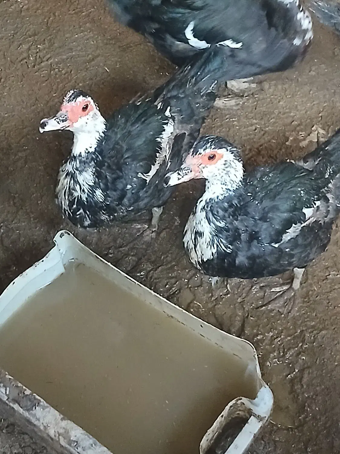 اردک خارجی|حیوانات مزرعه|نیمروز, |دیوار