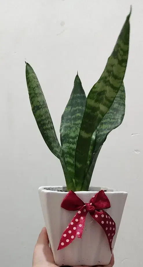 گل و گیاه هدیه روز مادر|گل و گیاه طبیعی|اهواز, شهدای انتظامی|دیوار