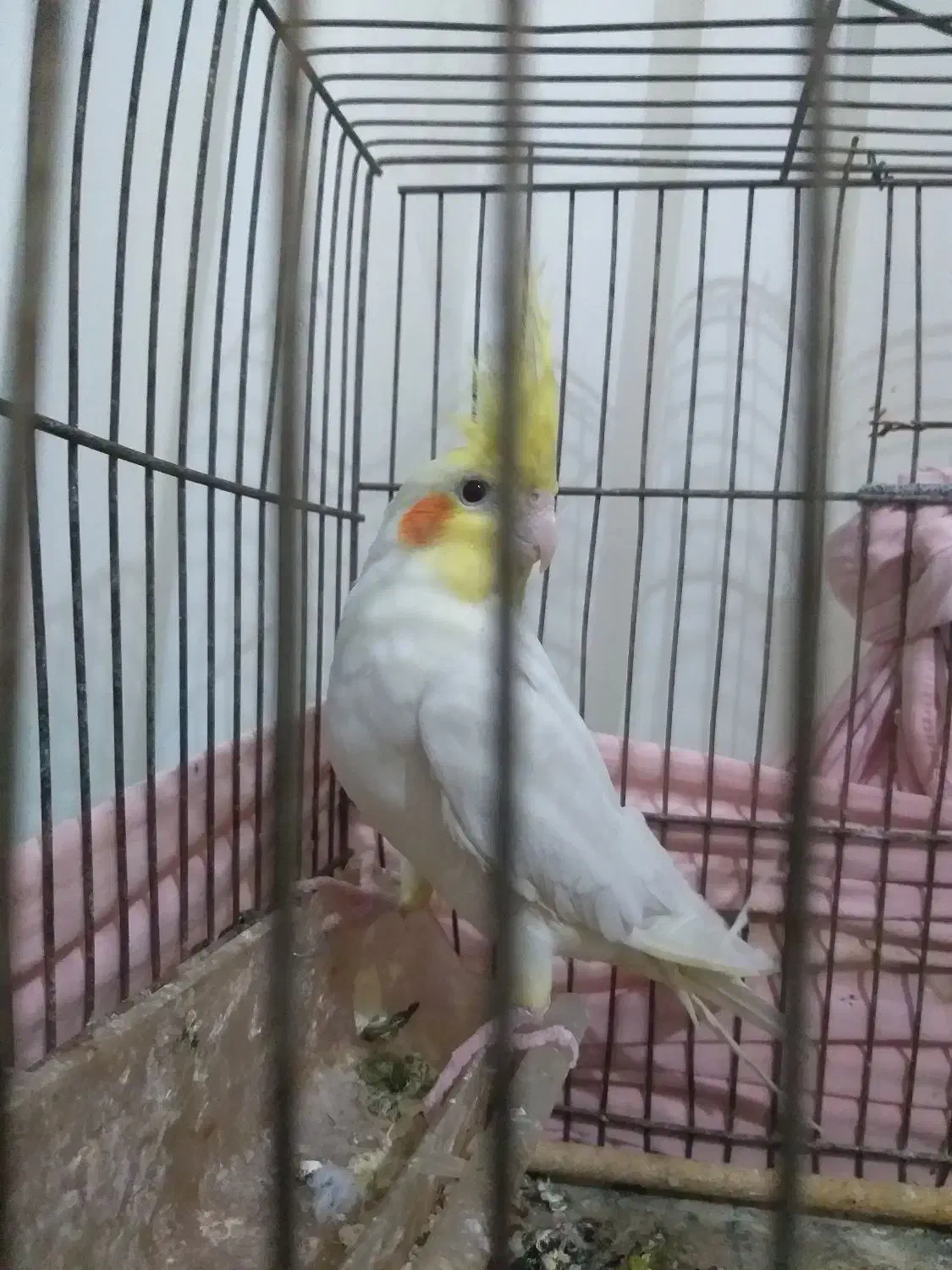 سه عددکوتوله ویک عروس|پرنده|تربت جام, میان جام|دیوار