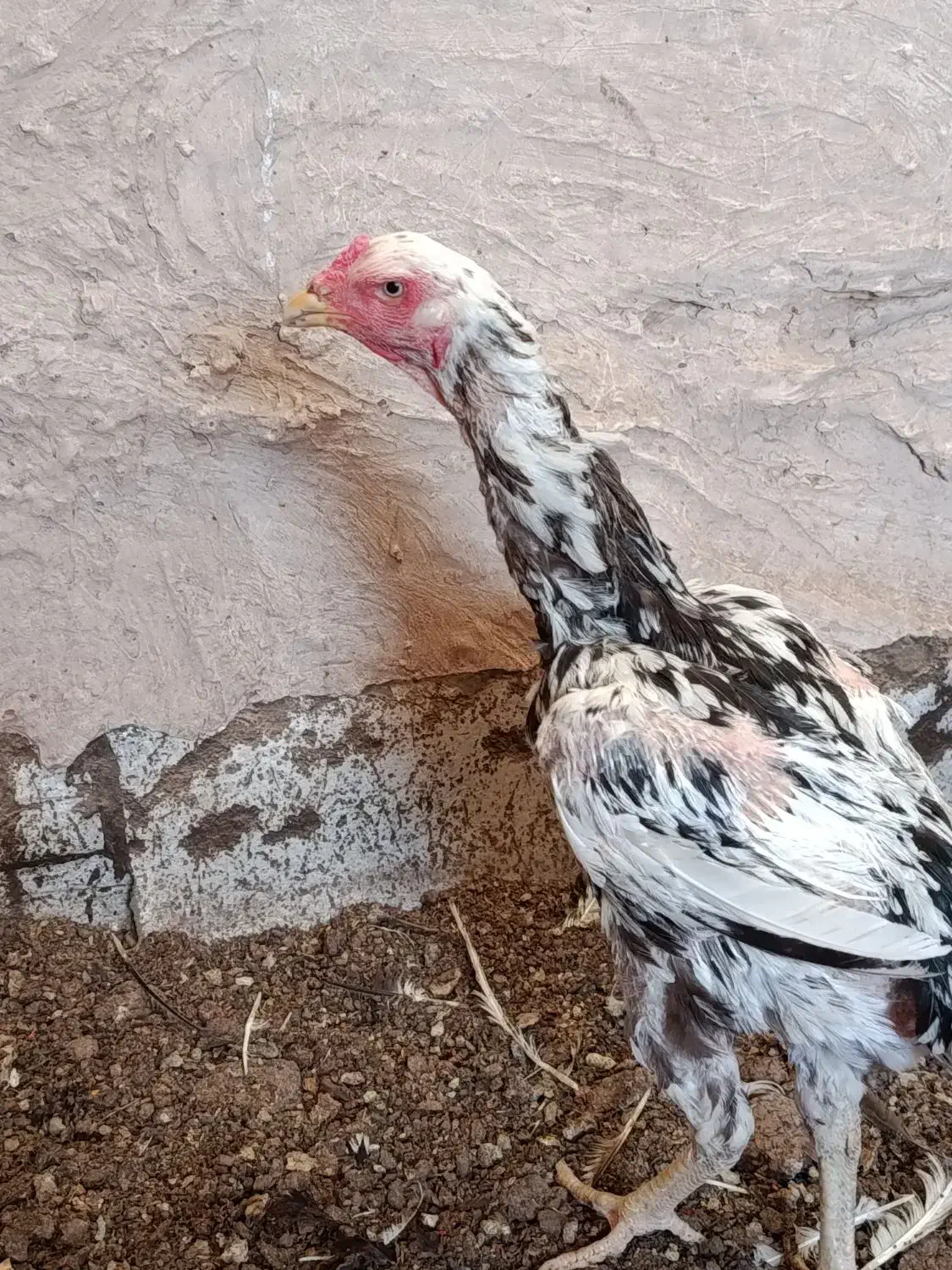 مرغ لاری اصل 6 عدد|حیوانات مزرعه|قرچک, زیبا شهر|دیوار