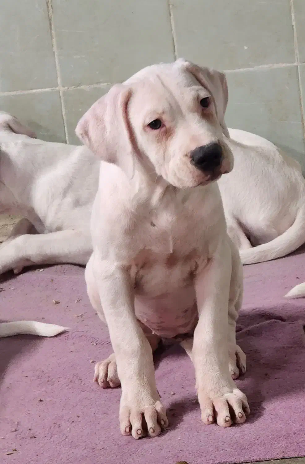 دوگو|سگ|بومهن, |دیوار