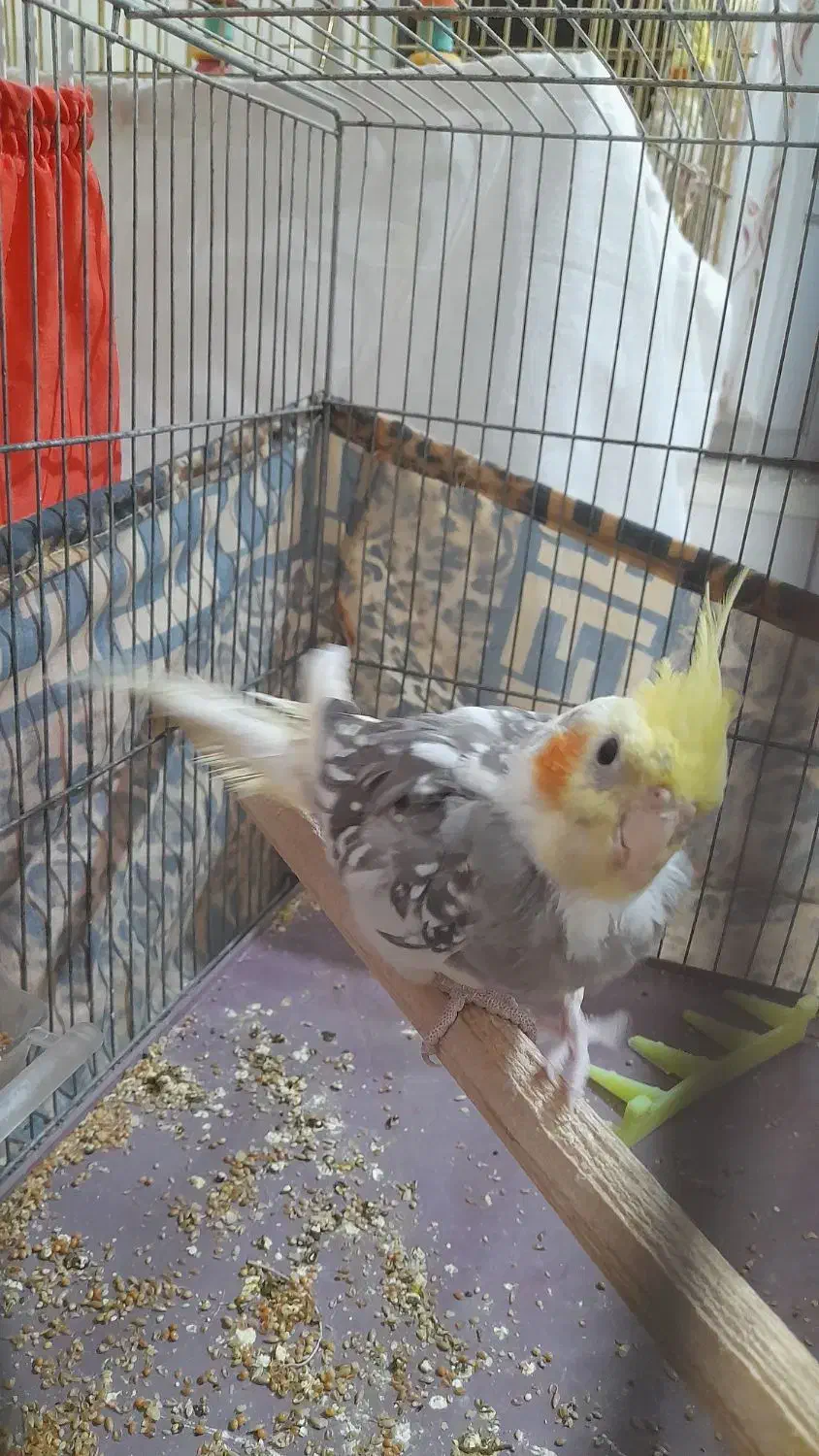 عروس هلندی|پرنده|هشتگرد, شهرک راه آهن|دیوار