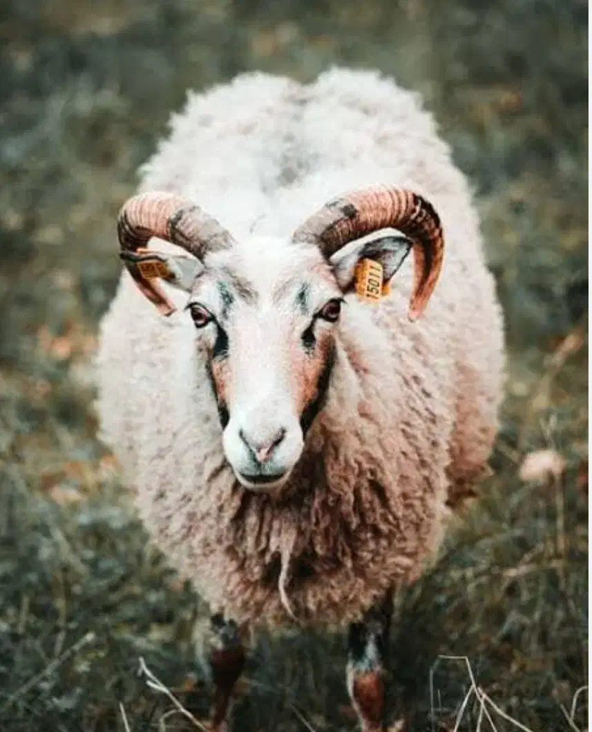 گوسفند فروشی|حیوانات مزرعه|مشهد, فتح المبین|دیوار