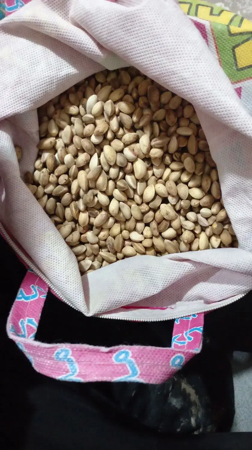 پسته|خوردنی و آشامیدنی|مشهد, چهنو|دیوار