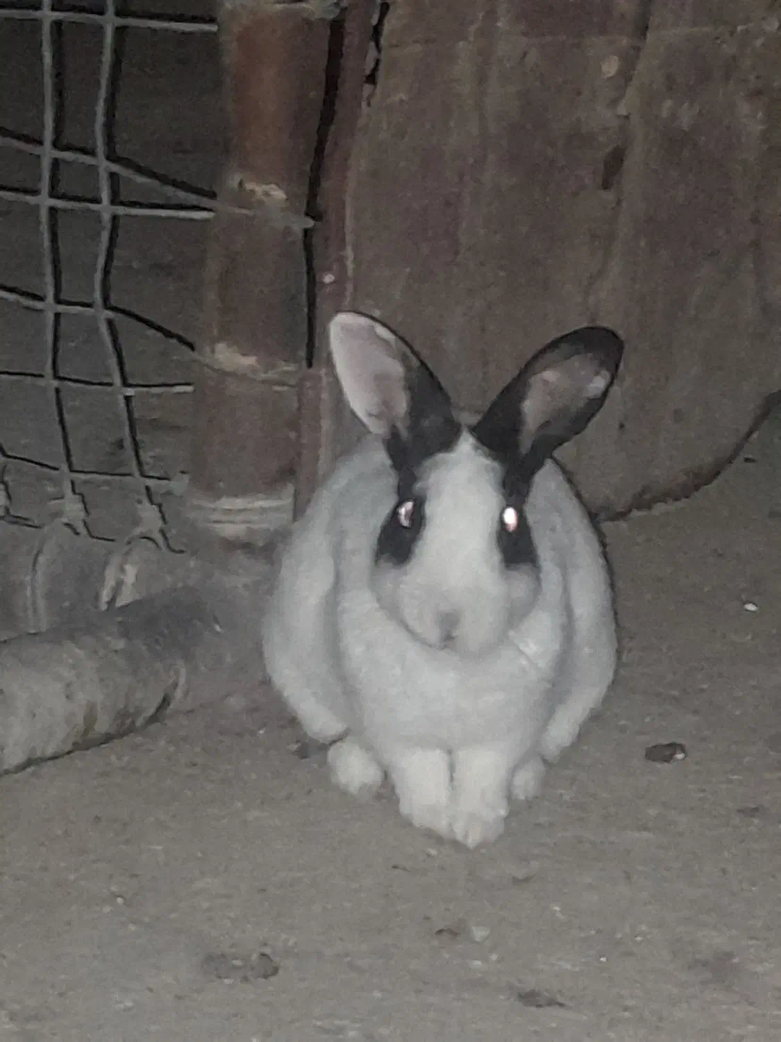 فروش خرگوش|موش و خرگوش|ایذه, |دیوار