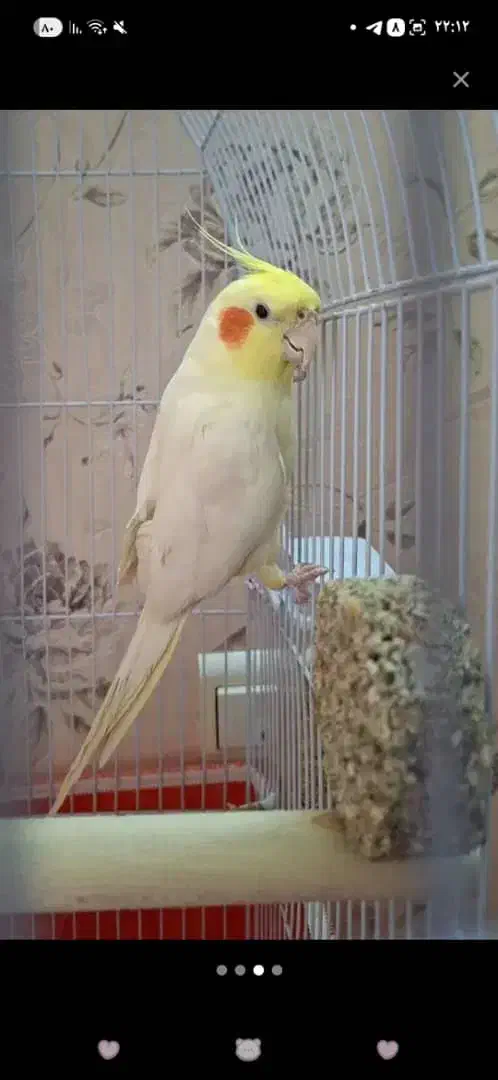 عروس هلندی لوتینو|پرنده|پیر بکران, |دیوار