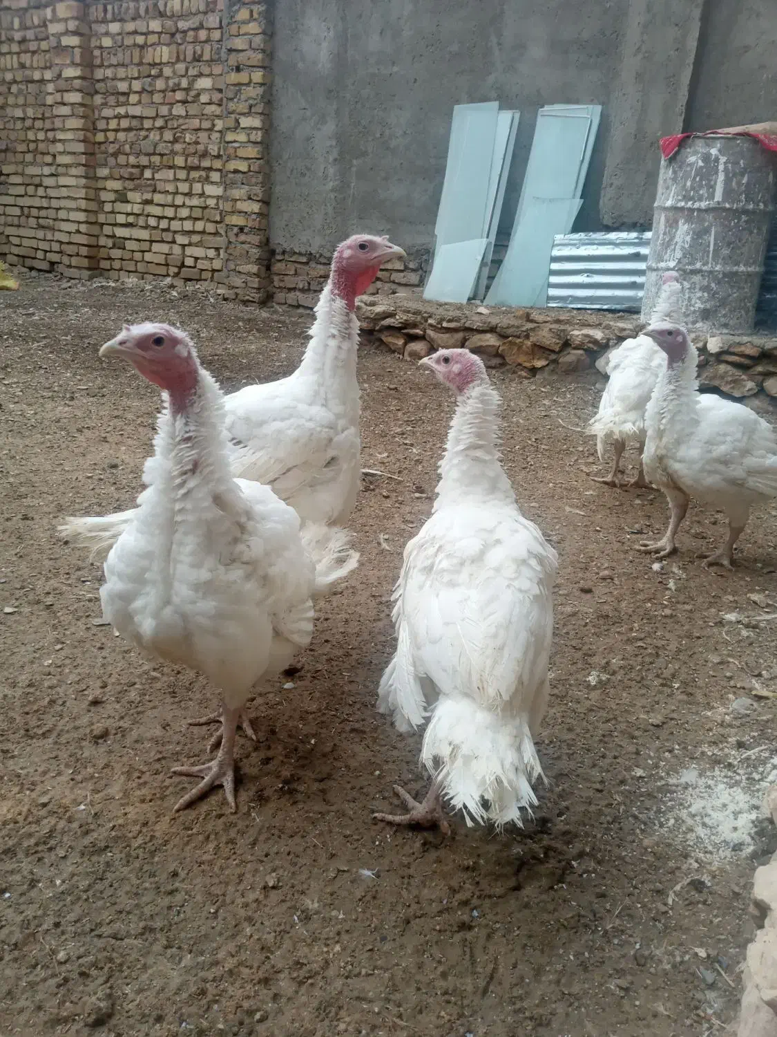 بوقلمون گوشتی|حیوانات مزرعه|قیدار, |دیوار