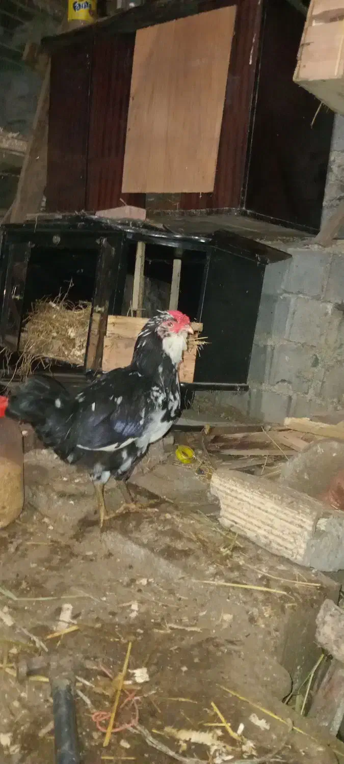 خروس گلین|حیوانات مزرعه|کجور, |دیوار