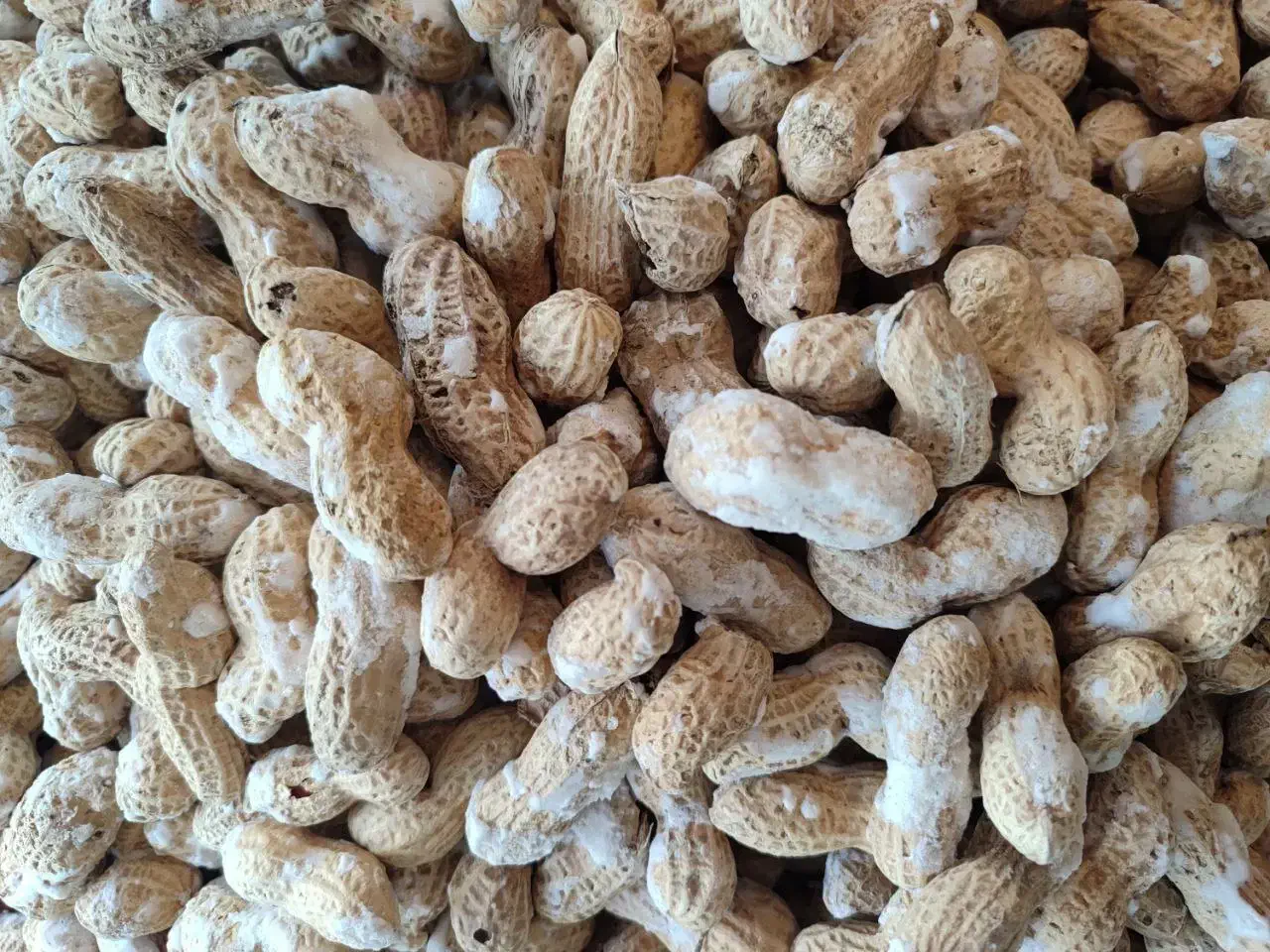 بادام زمینی نمیکی آجیل تخمه وو باقیمت باور نکردنی|خوردنی و آشامیدنی|شاهینشهر, طالقانی|دیوار