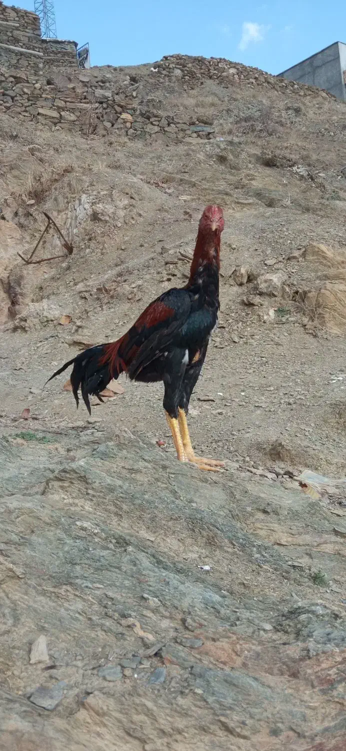 جوجه برزیلی|پرنده|کلاترزان, |دیوار