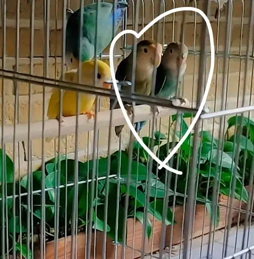 جفت مولد طوطی برزیلی، کوتوله برزیلی، طوطی|پرنده|پردیس, فاز ۲|دیوار