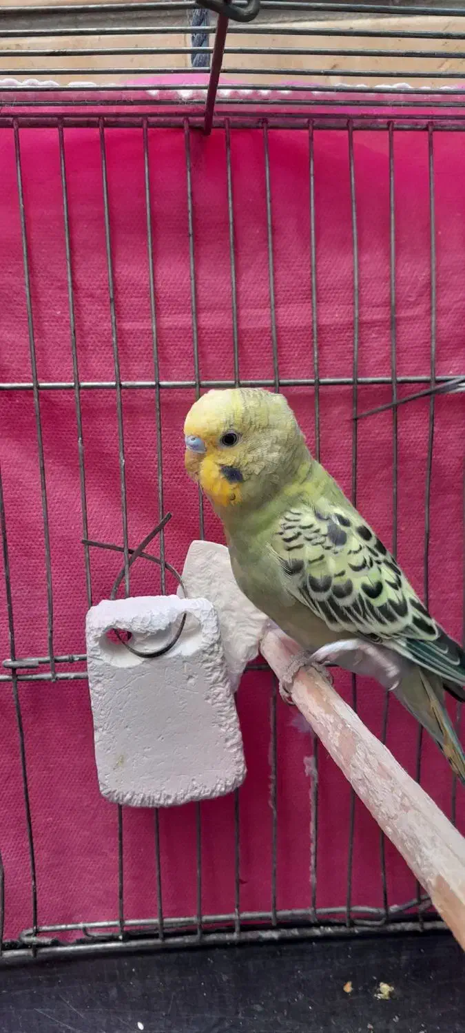 مرغ عشق|پرنده|قم, ولیعصر|دیوار