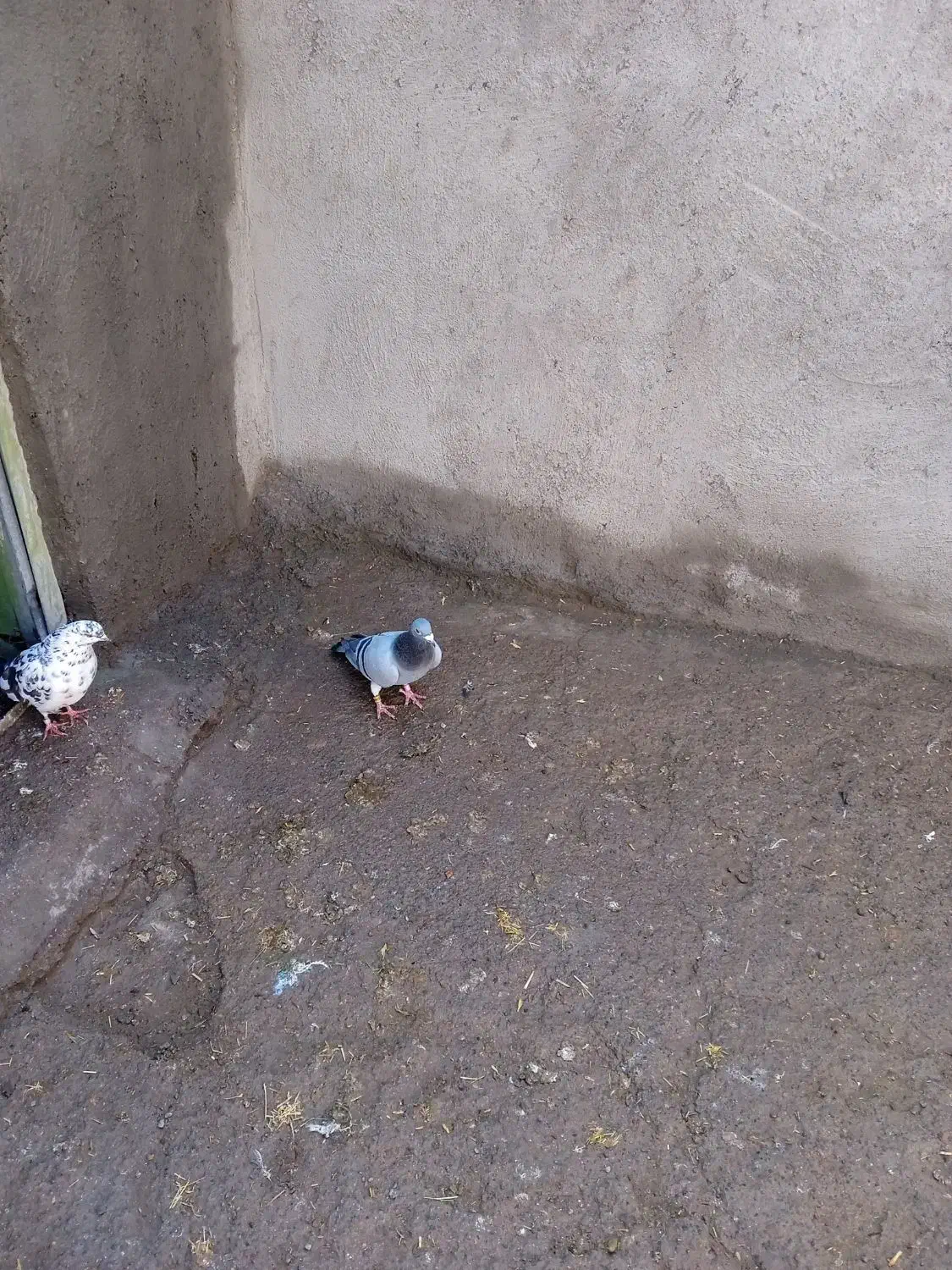 دوبر|پرنده|اردبیل, |دیوار