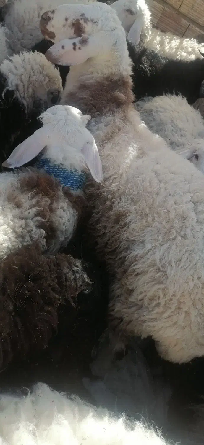 بزرگ وکوچک بره|حیوانات مزرعه|بیرجند, |دیوار