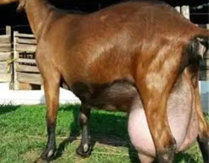 فروش بز های سانن نژاد های پر شیر|حیوانات مزرعه|خسروشاه, |دیوار