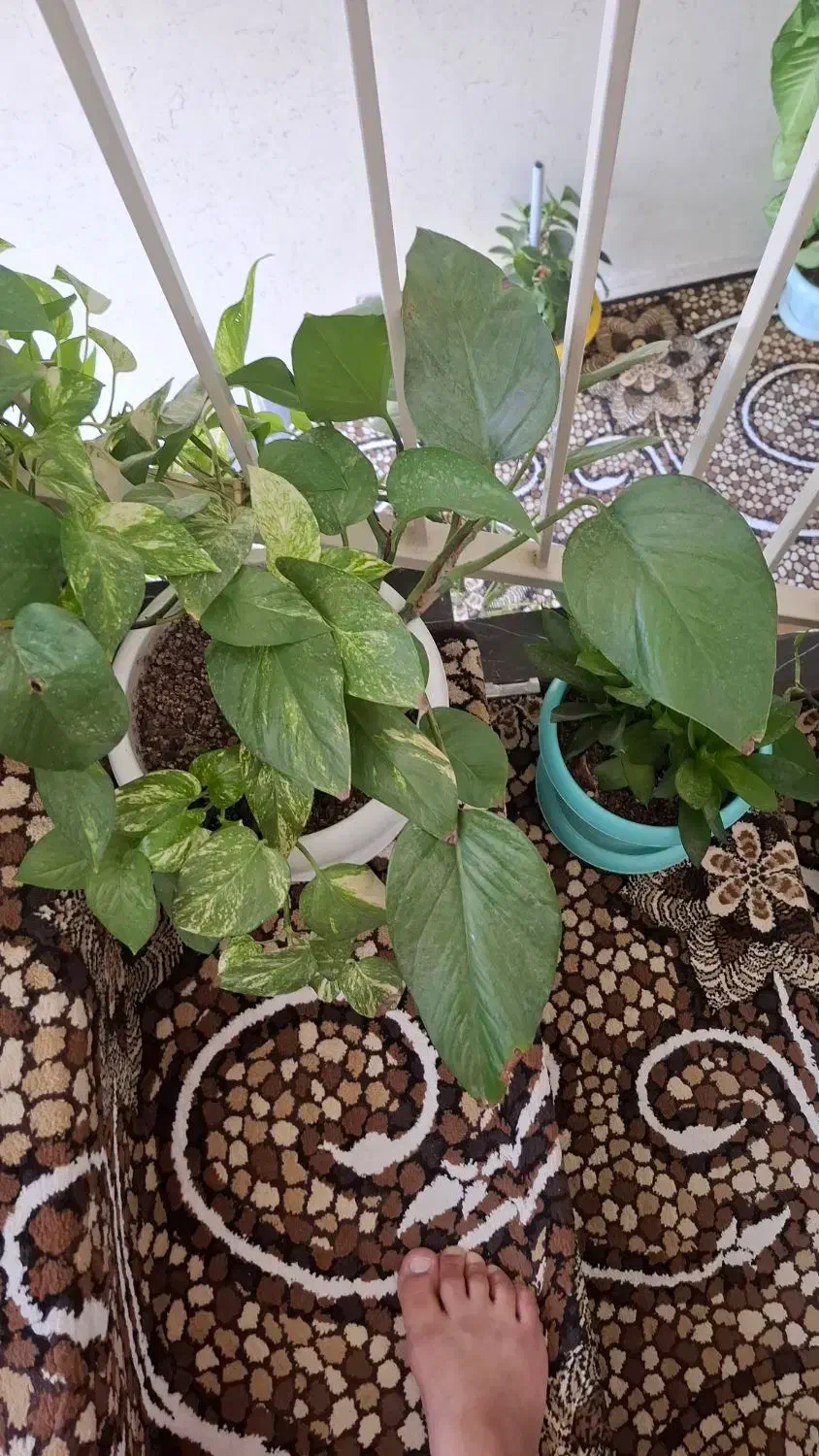 گل وگیاه آپارتمانی|گل و گیاه طبیعی|سمنان, |دیوار