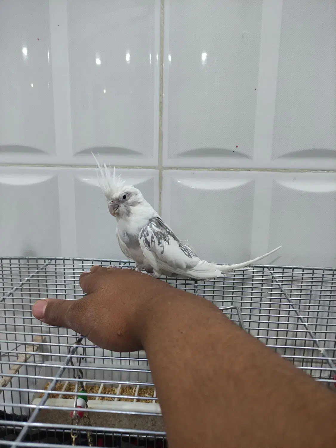 یک جفت عروس هلندی دستی|پرنده|شهرکرد, |دیوار