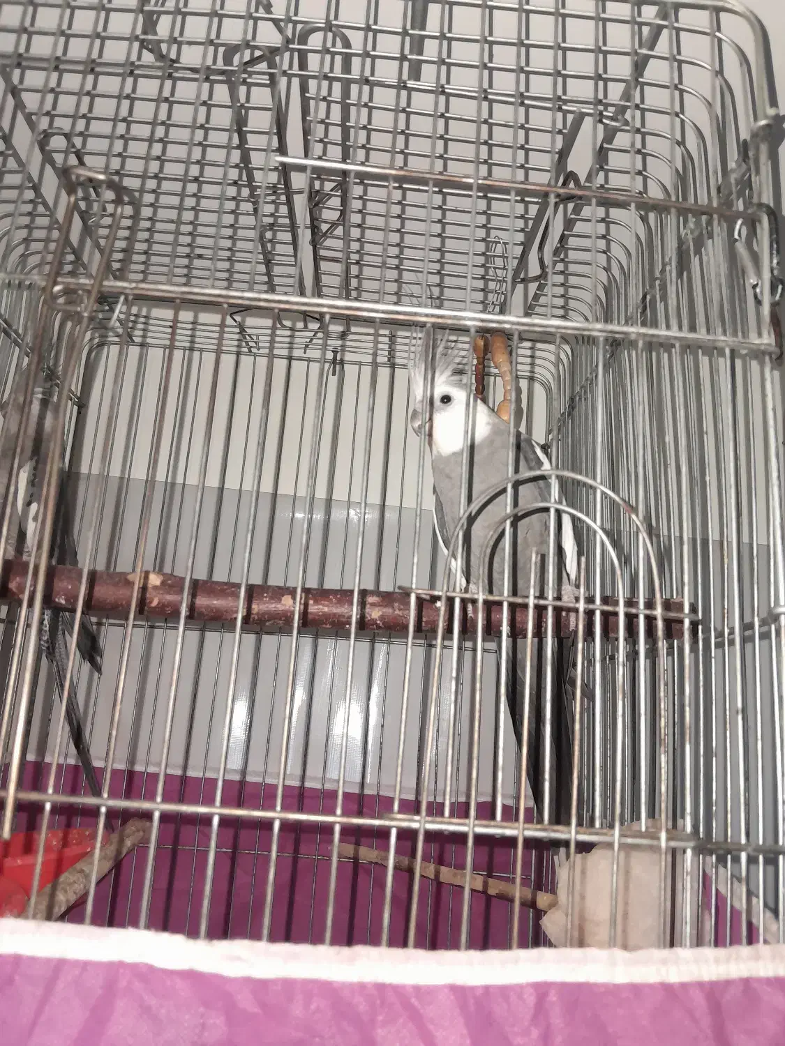 عروس هلندی نر|پرنده|الوند, |دیوار