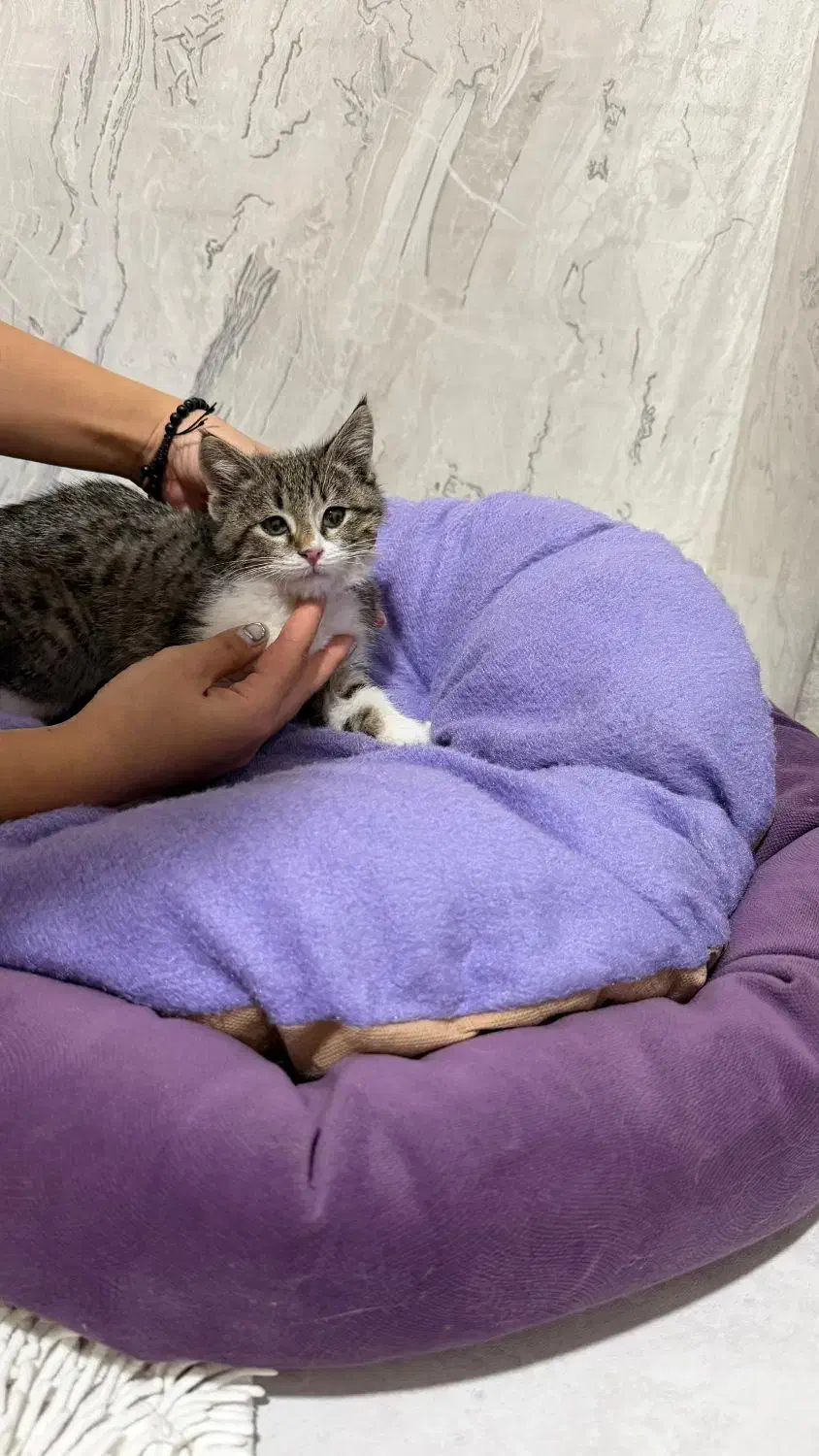 گربه|گربه|تبریز, |دیوار