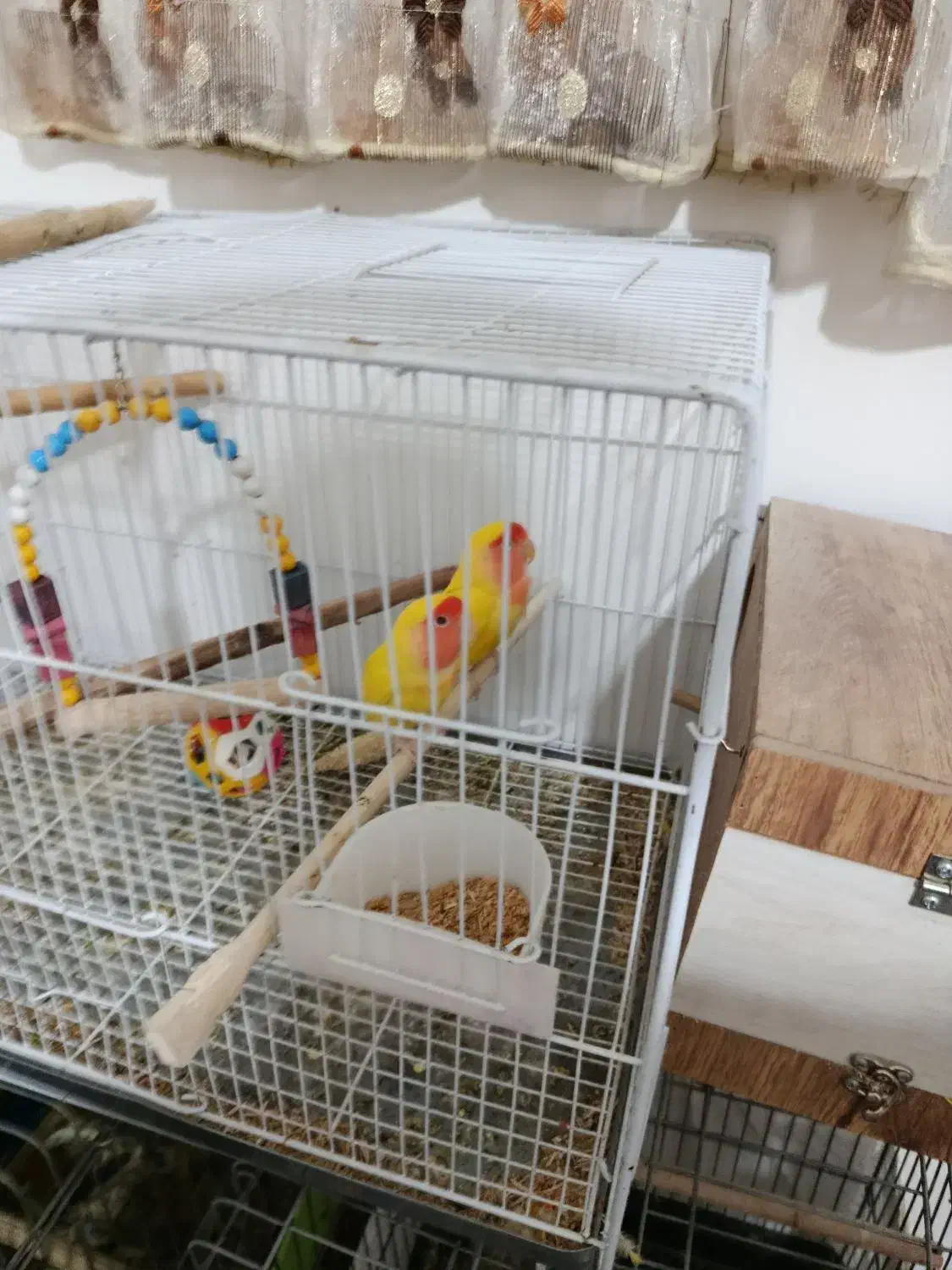 پرنده معاوضه ای با سگ|پرنده|گرمسار, |دیوار