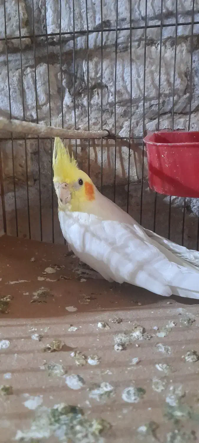 مرغ عشق وعروس هلندی|پرنده|یزد, |دیوار