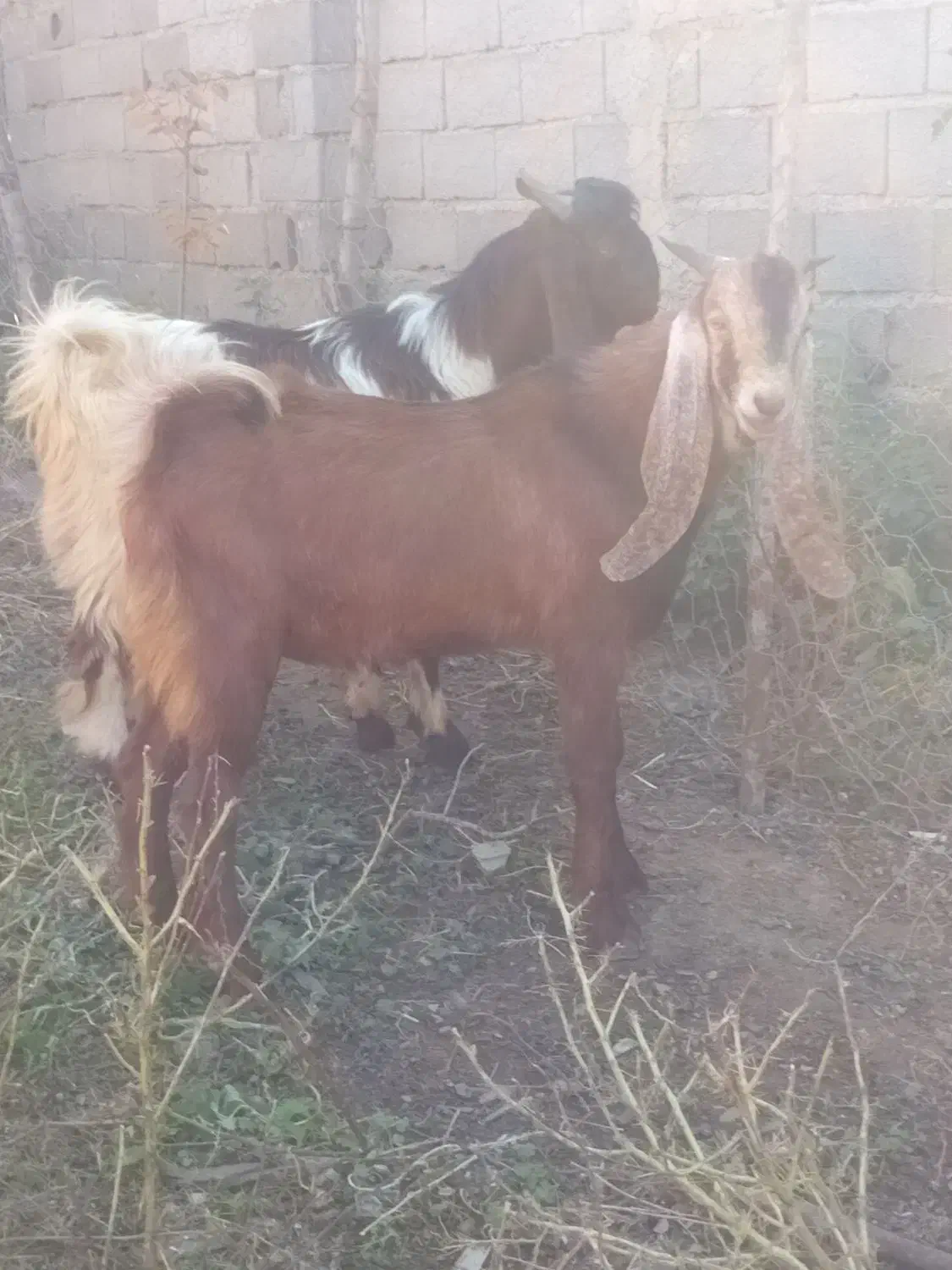 مشتری هستی تماس بگیر|حیوانات مزرعه|رامیان, |دیوار