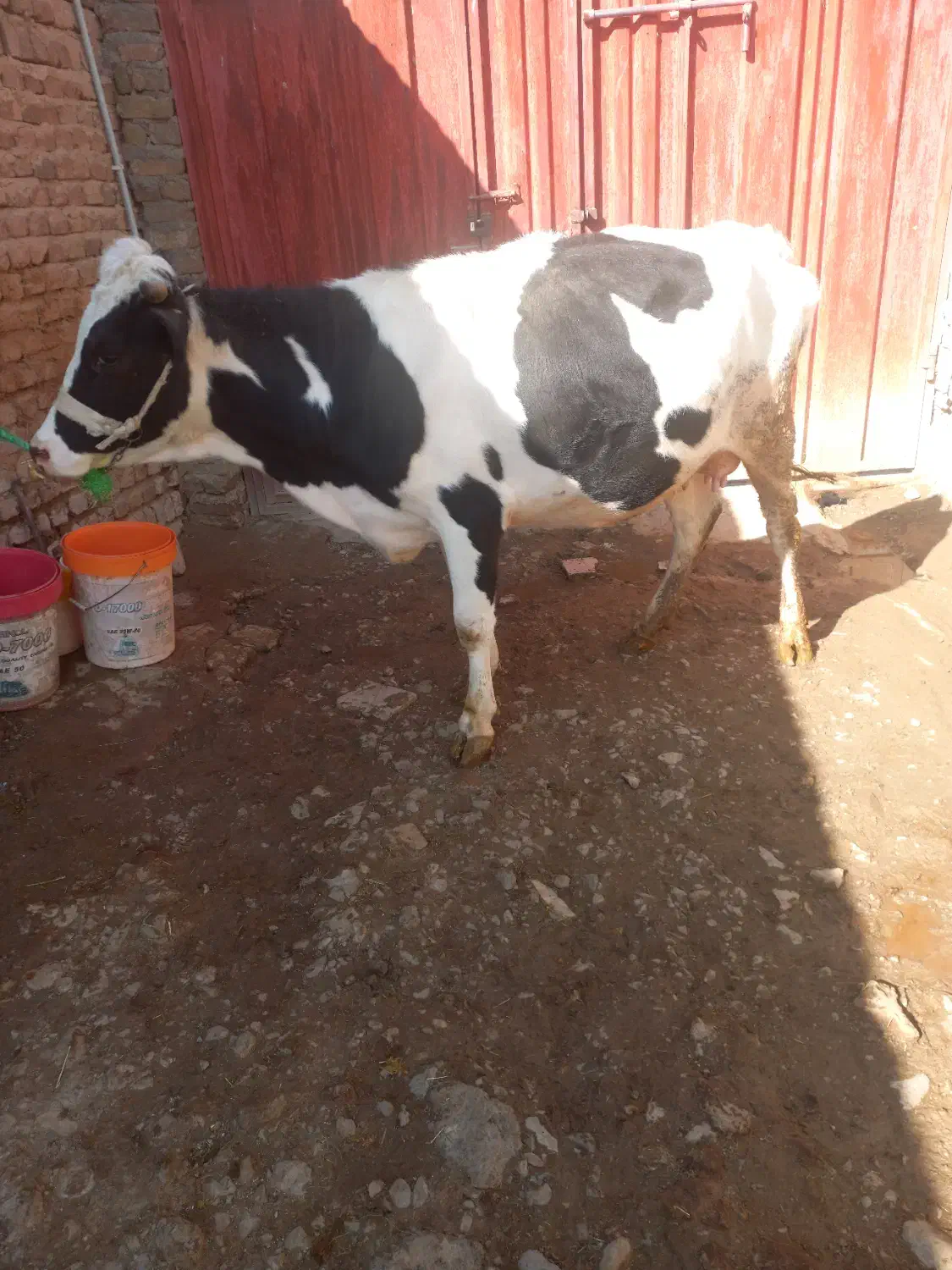 گاوگوساله|حیوانات مزرعه|بروجرد, |دیوار