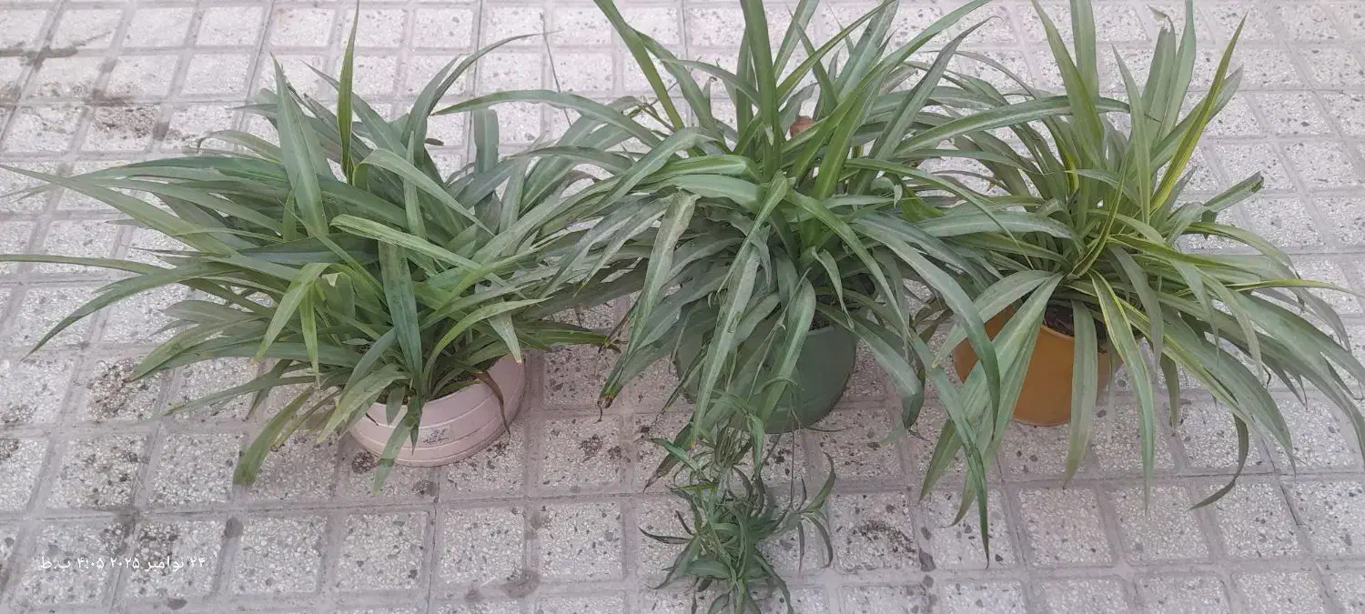 گل گندم تازه وجوان آماده شاخه|گل و گیاه طبیعی|تهران, ده‌ونک|دیوار