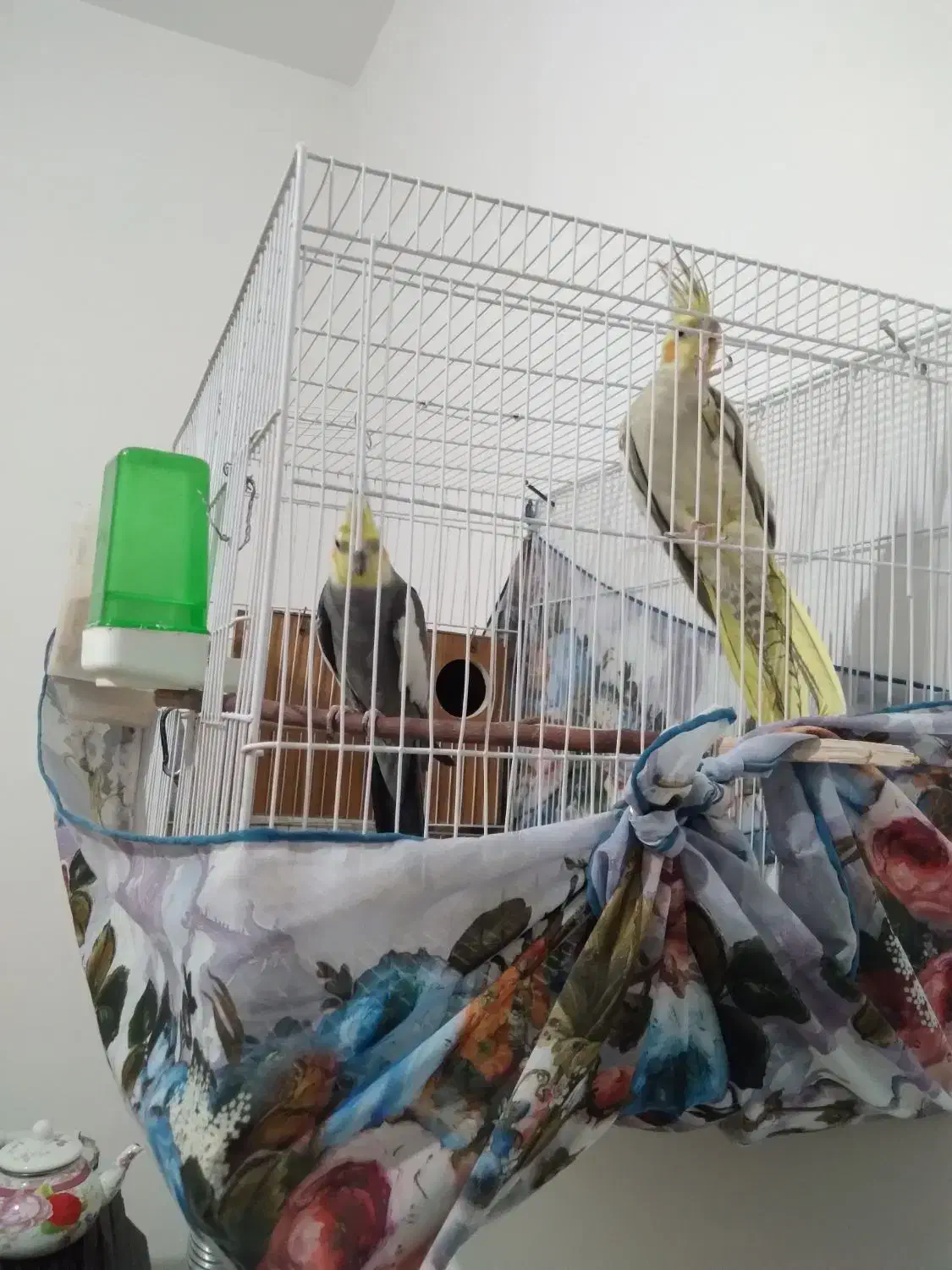 نروماده عروس هلندی به ضمانت همراه باجوجه|پرنده|تربت‌حیدریه, آغوی|دیوار